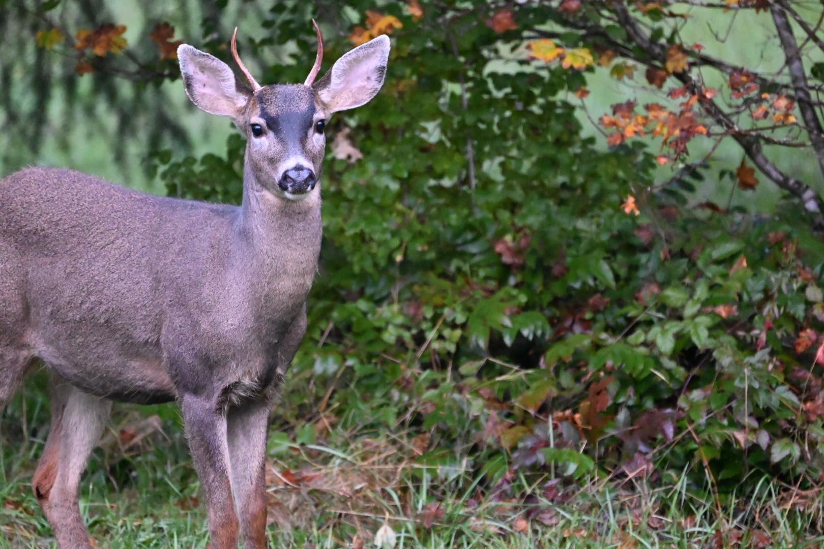 Tamron 150-500mm F/5-6.7 Di III VC VXD for Nikon Z Mount Mirrorless Cameras Customer Review Tamron 150-500mm F/5-6.7 Di III VC VXD for Nikon Z Mount Mirrorless Cameras - Customer Photo 1
