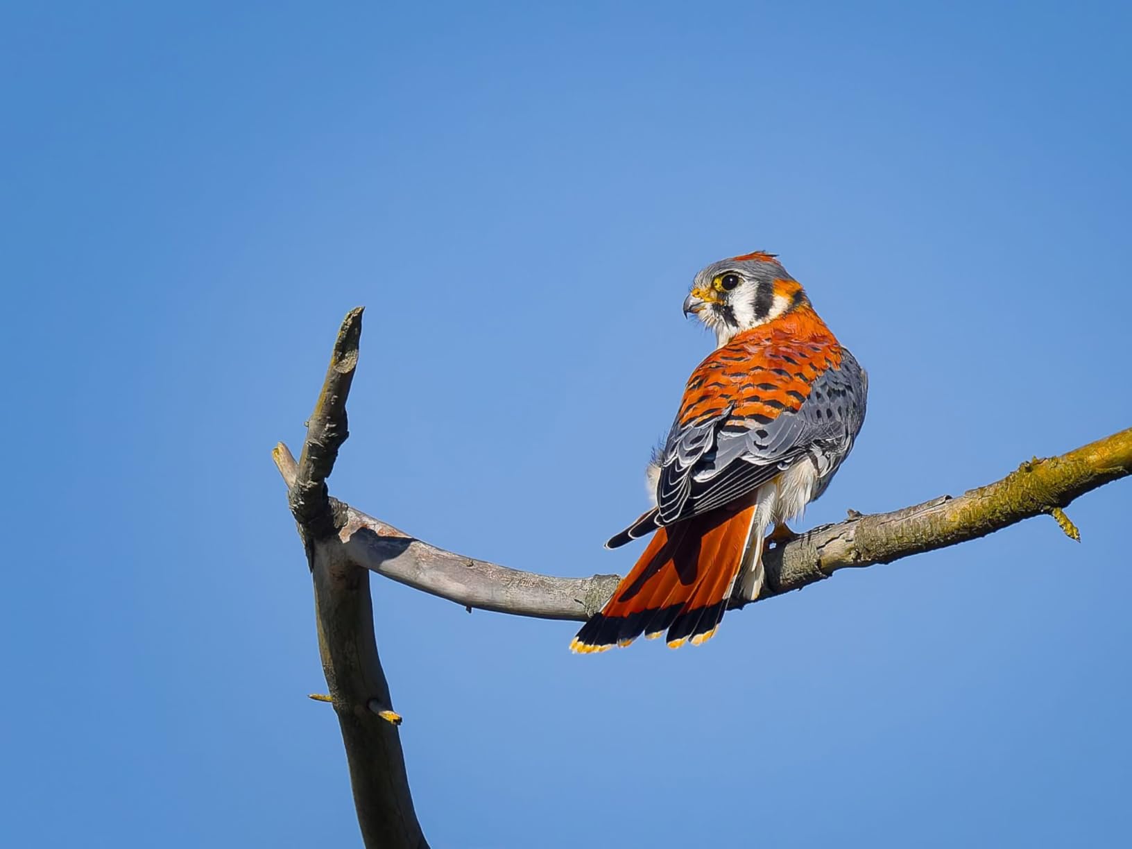 OM SYSTEM Olympus OM-1 Mark II Micro Four Thirds System Camera 20MP BSI Stacked Sensor Weather Sealed Design (US Manufacturer Warranty) - Customer Photo 1