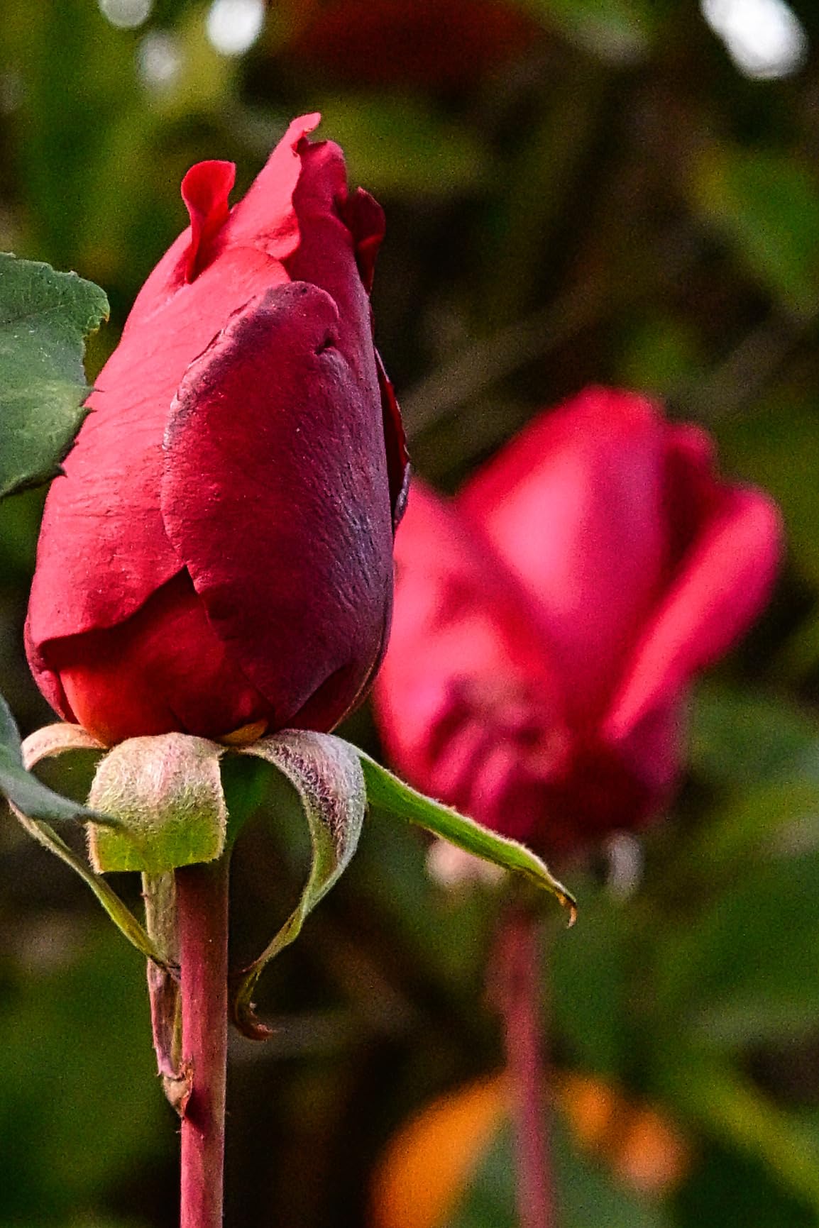 20mm f2.8 Z-Mount Full Frame AF Lens for Nikon Z Cameras - Customer Photo 1