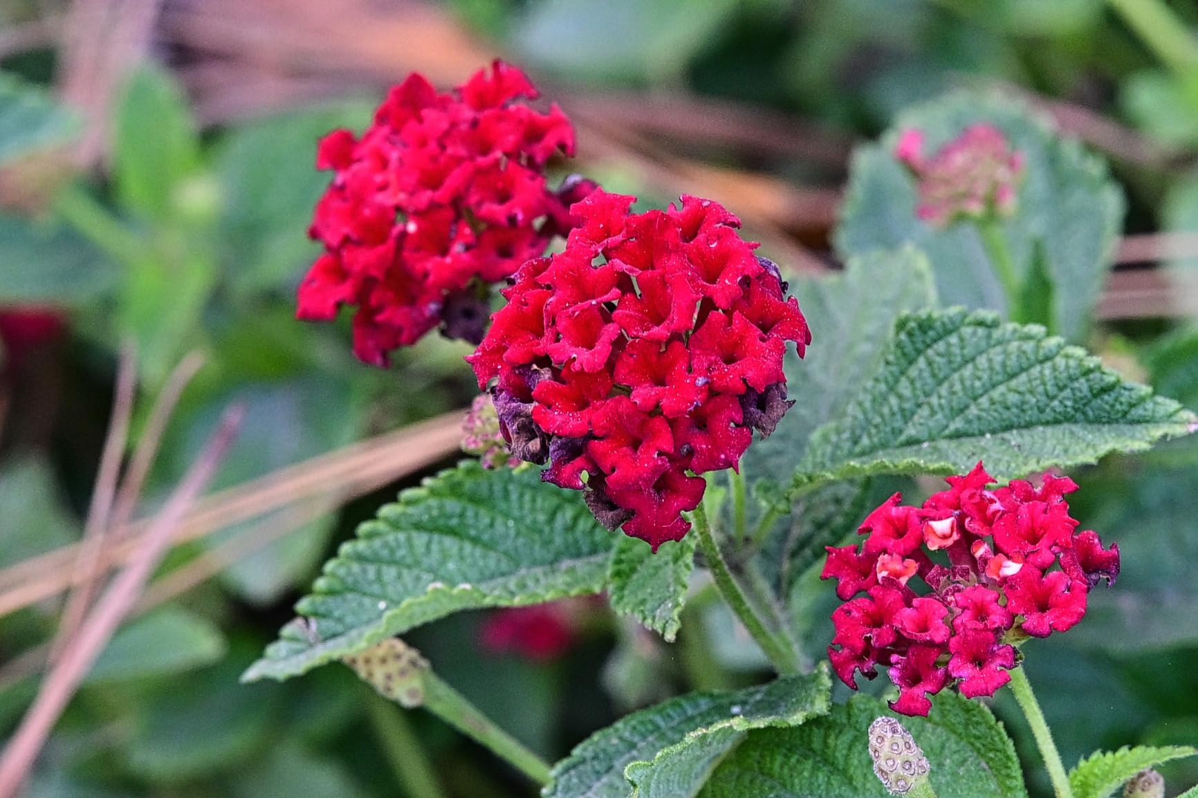 20mm f2.8 Z-Mount Full Frame AF Lens for Nikon Z Cameras - Customer Photo 2