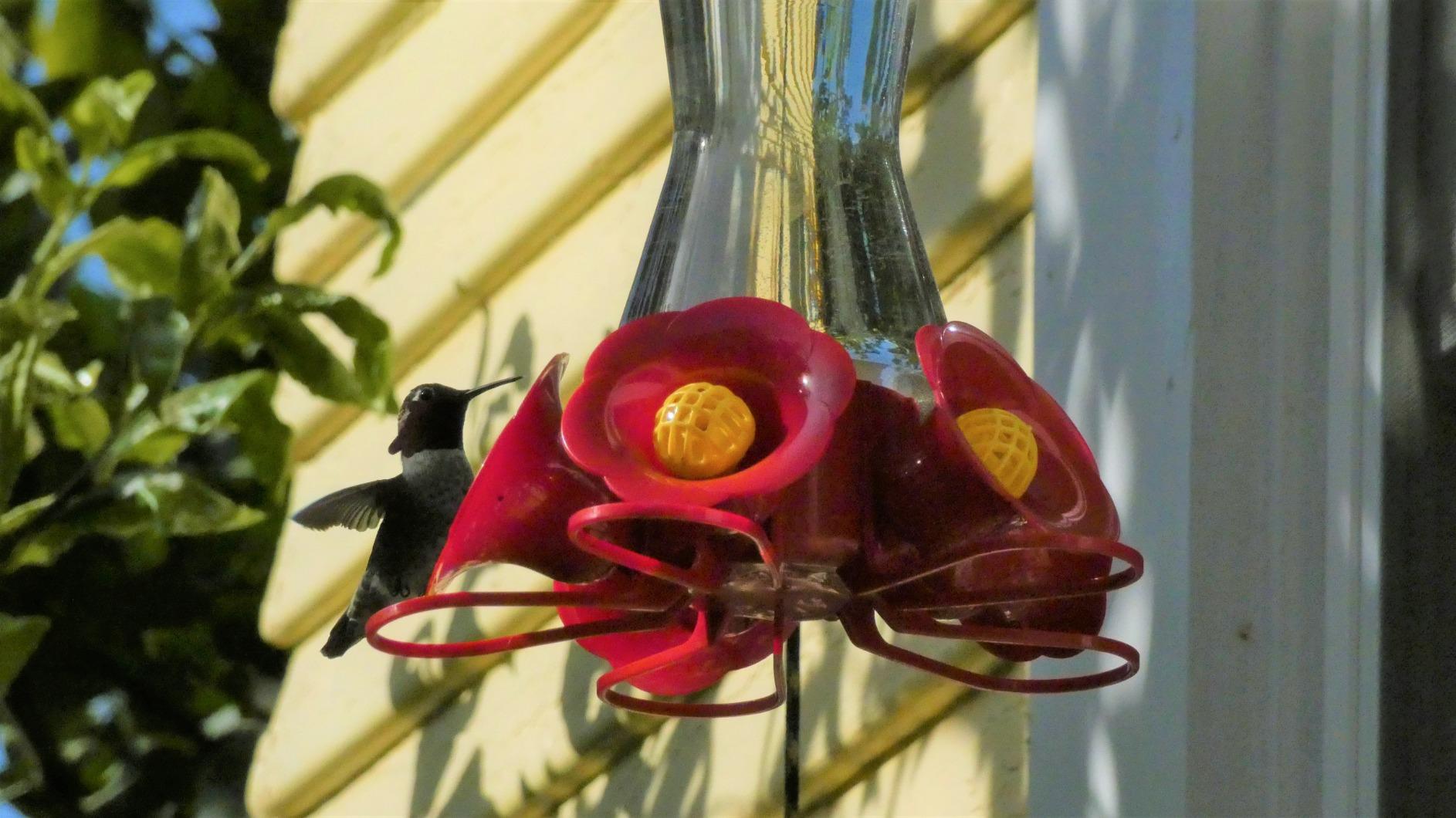 Panasonic LUMIX FZ80D Point and Shoot Camera with 60X Zoom - Customer Photo 1