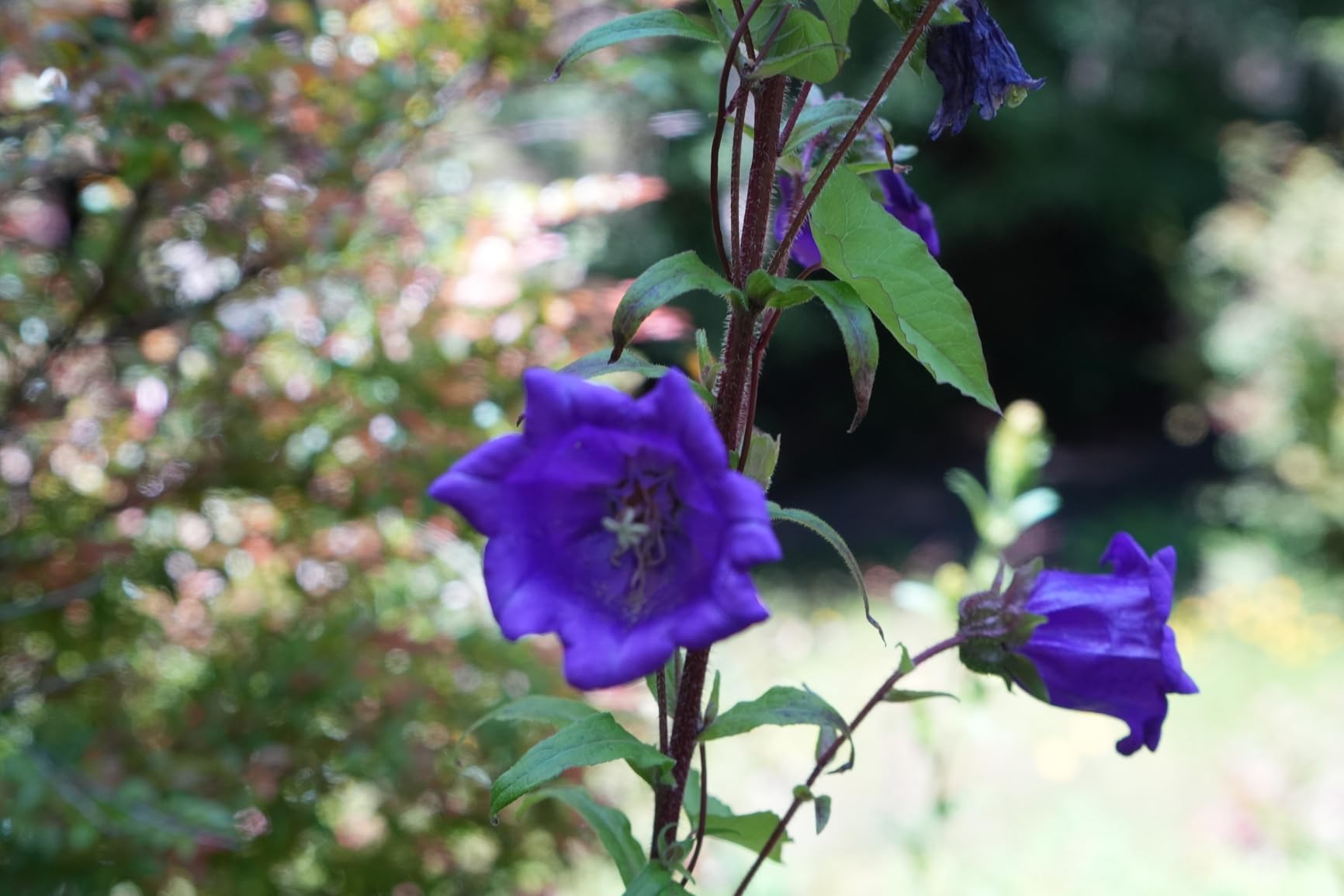 Sony Alpha ZVE10 II - APS-C Interchangeable Lens Mirrorless Content Creators' Camera - Black - with Lens - Customer Photo 2