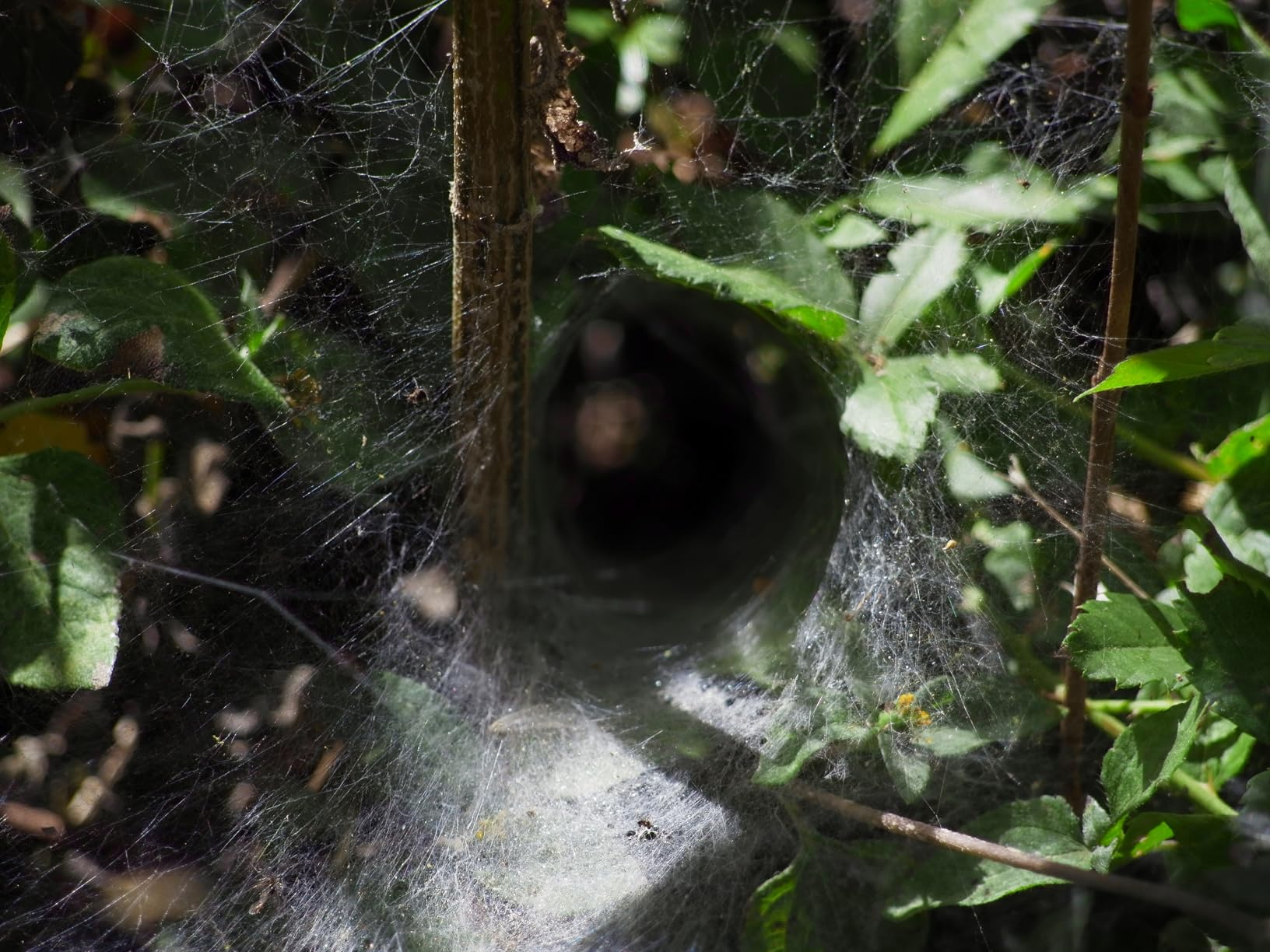 OM SYSTEM Olympus M.Zuiko Digital 40-150mm F4.0-5.6 R Black for Micro Four Thirds System Camera, 3.75x Zoom Lens, Portable Design - Customer Photo 1