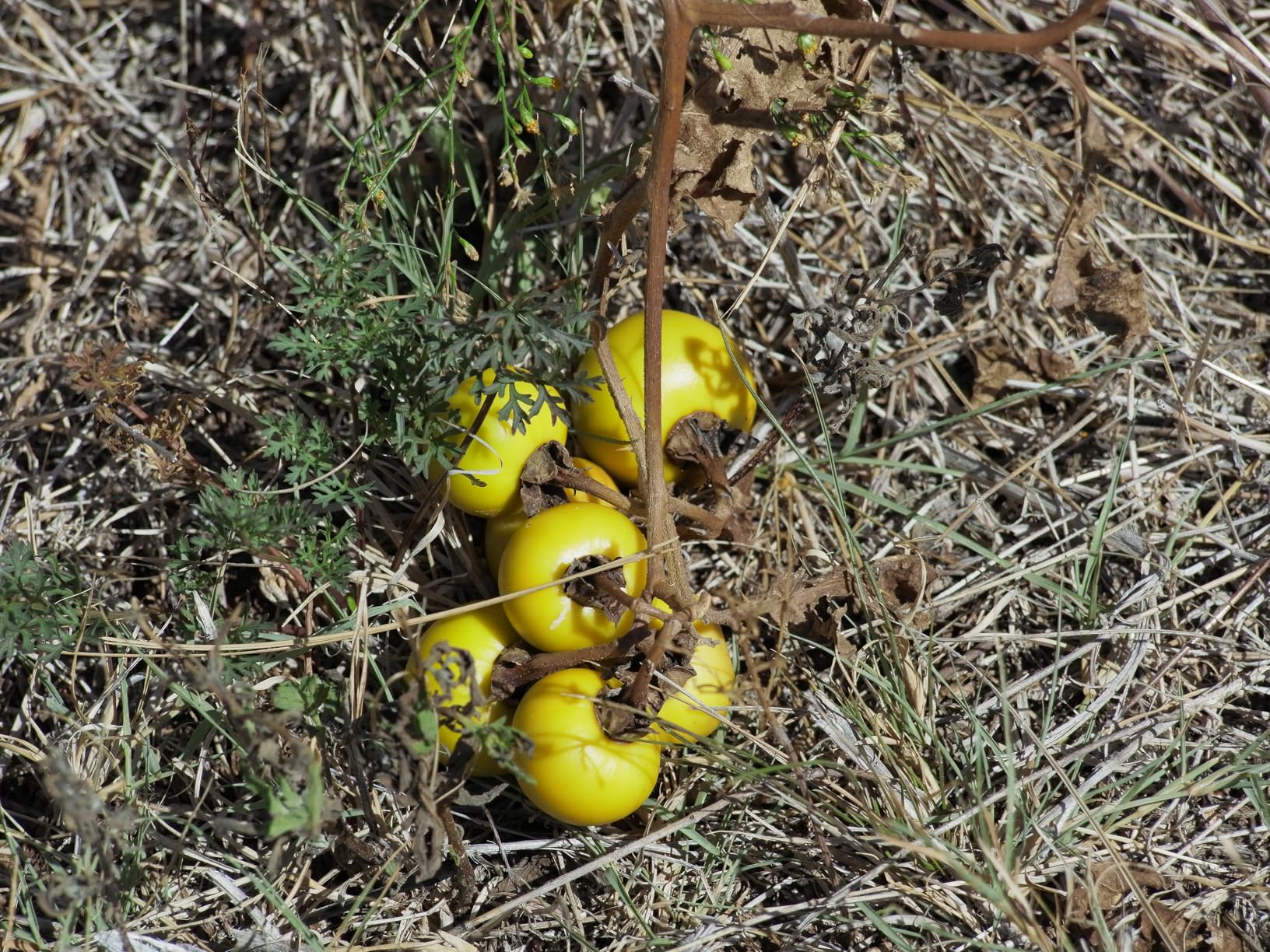 OM SYSTEM Olympus M.Zuiko Digital 40-150mm F4.0-5.6 R Black for Micro Four Thirds System Camera, 3.75x Zoom Lens, Portable Design - Customer Photo 2