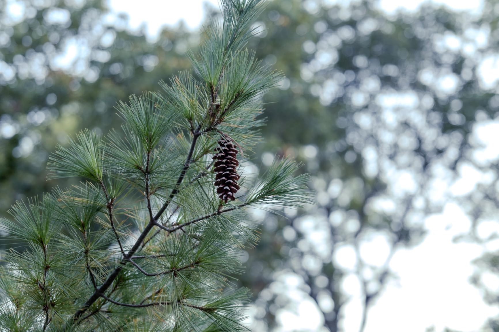 Canon RF28-70mm F2.8 is STM - Customer Photo 2