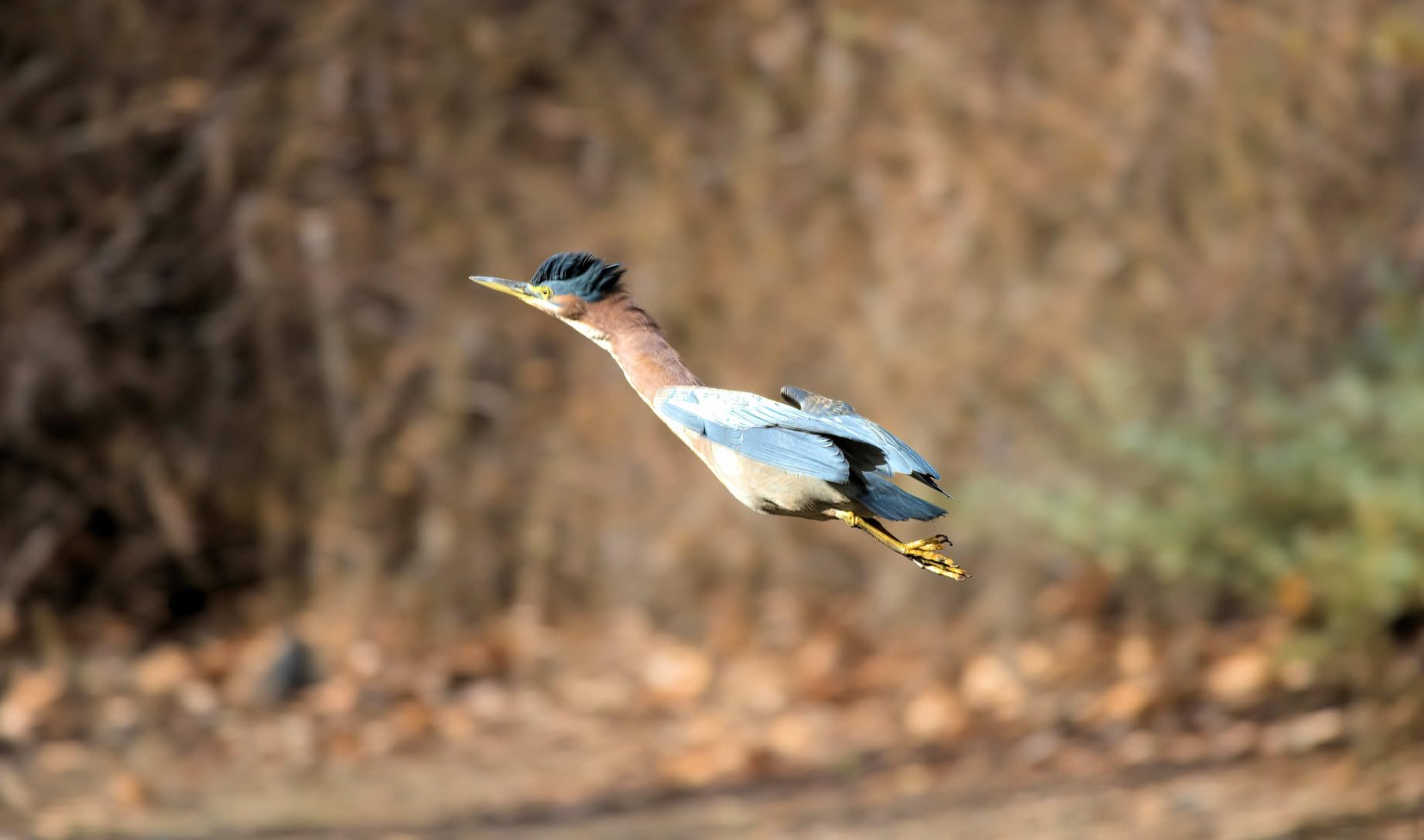 Nikon Z50 II with Two Lenses | Compact mirrorless Stills/Video Camera with Easy Color presets and Wireless Photo Sharing | Nikon USA Model - Customer Photo 1