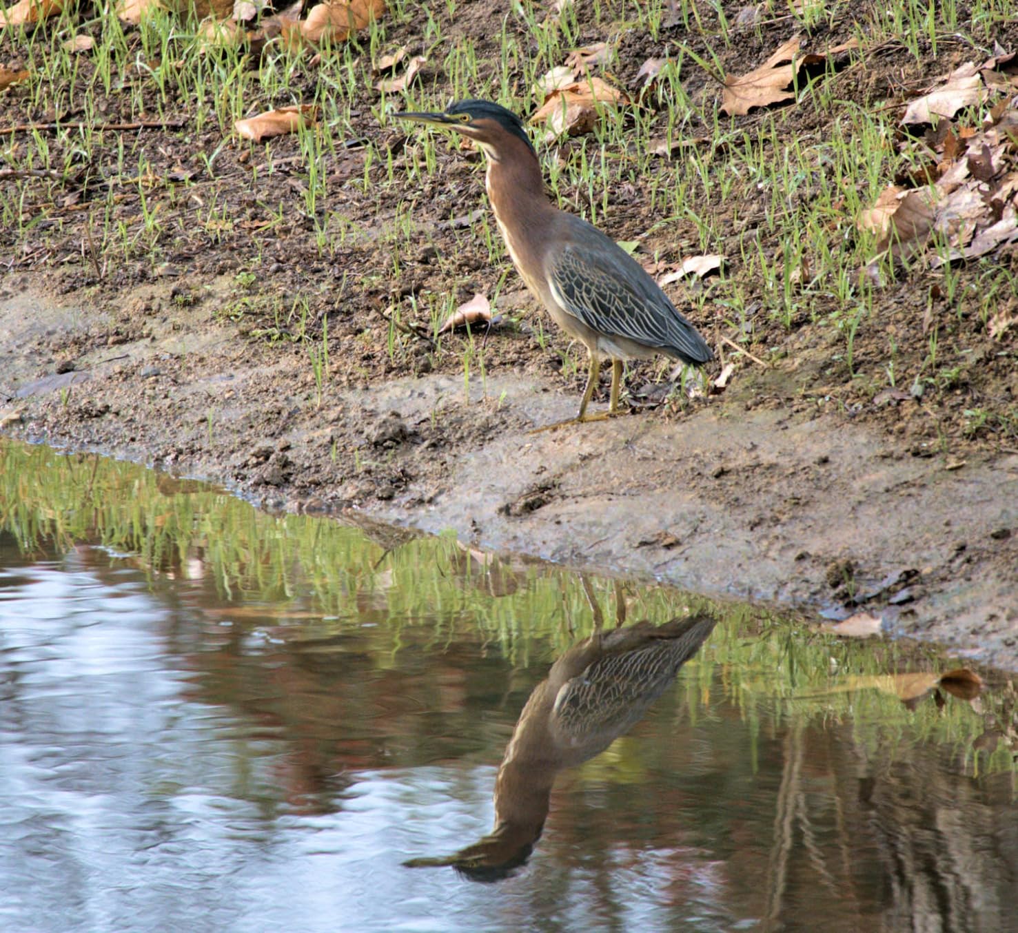 Nikon Z50 II with Two Lenses | Compact mirrorless Stills/Video Camera with Easy Color presets and Wireless Photo Sharing | Nikon USA Model - Customer Photo 2