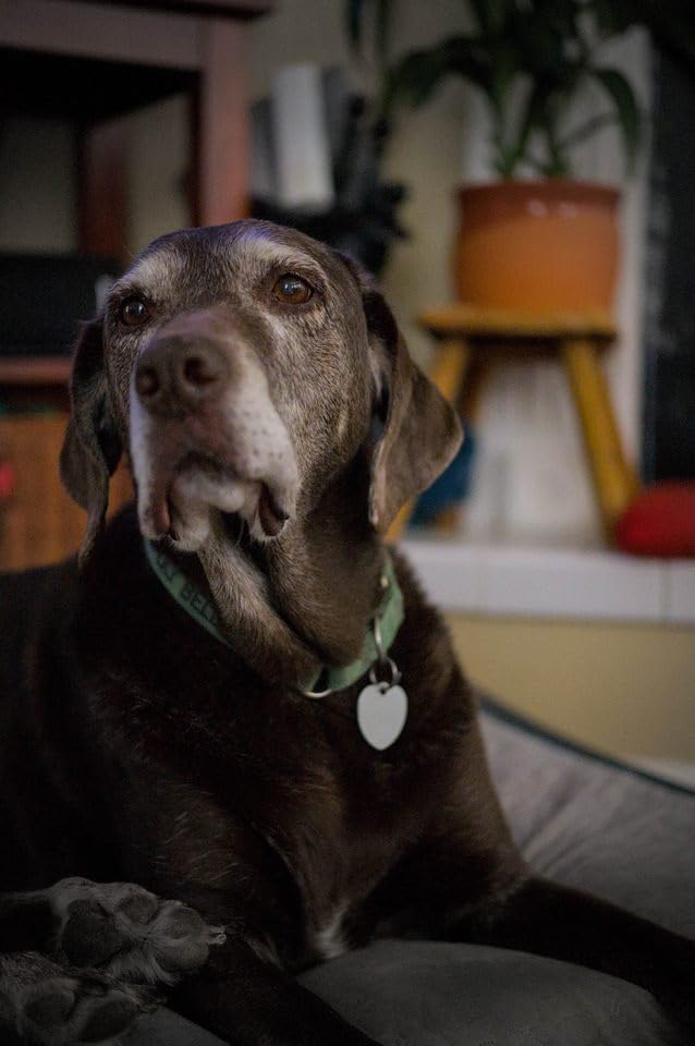 VILTROX 25mm f1.7 f/1.7 Z-Mount STM Large Aperture APS-C Auto Focus Prime Lens for Nikon Z-Mount Cameras Z5 Z50 Z50II Z6 Z6II Z7 Z7II ZFC Z30 Z9 Z8 ZF Z6III - Customer Photo 1