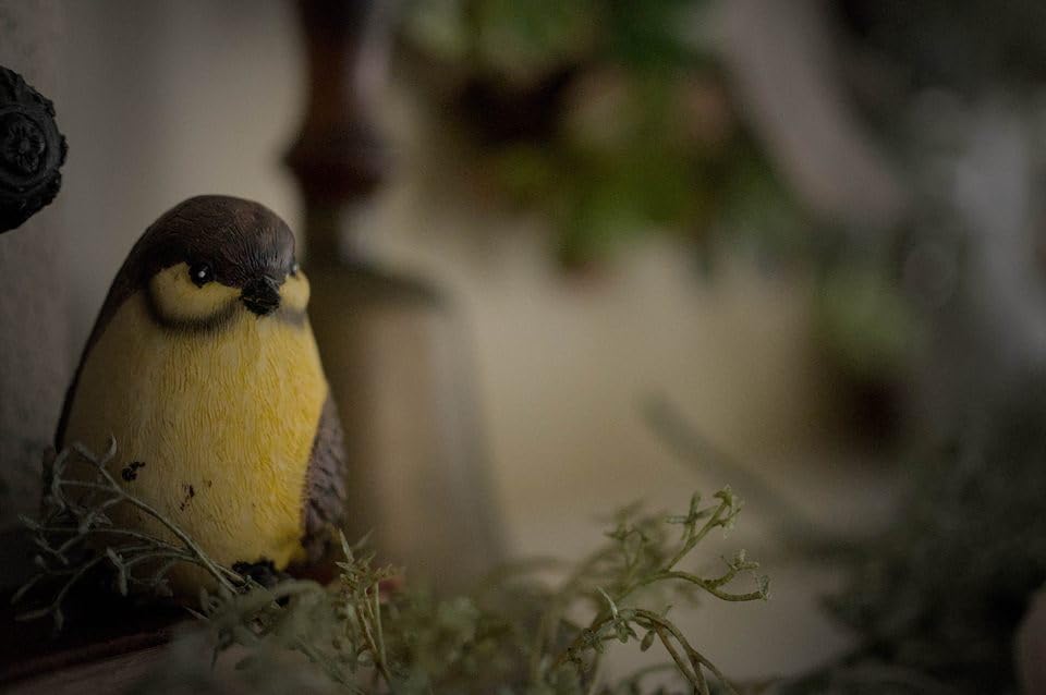 VILTROX 25mm f1.7 f/1.7 Z-Mount STM Large Aperture APS-C Auto Focus Prime Lens for Nikon Z-Mount Cameras Z5 Z50 Z50II Z6 Z6II Z7 Z7II ZFC Z30 Z9 Z8 ZF Z6III - Customer Photo 2