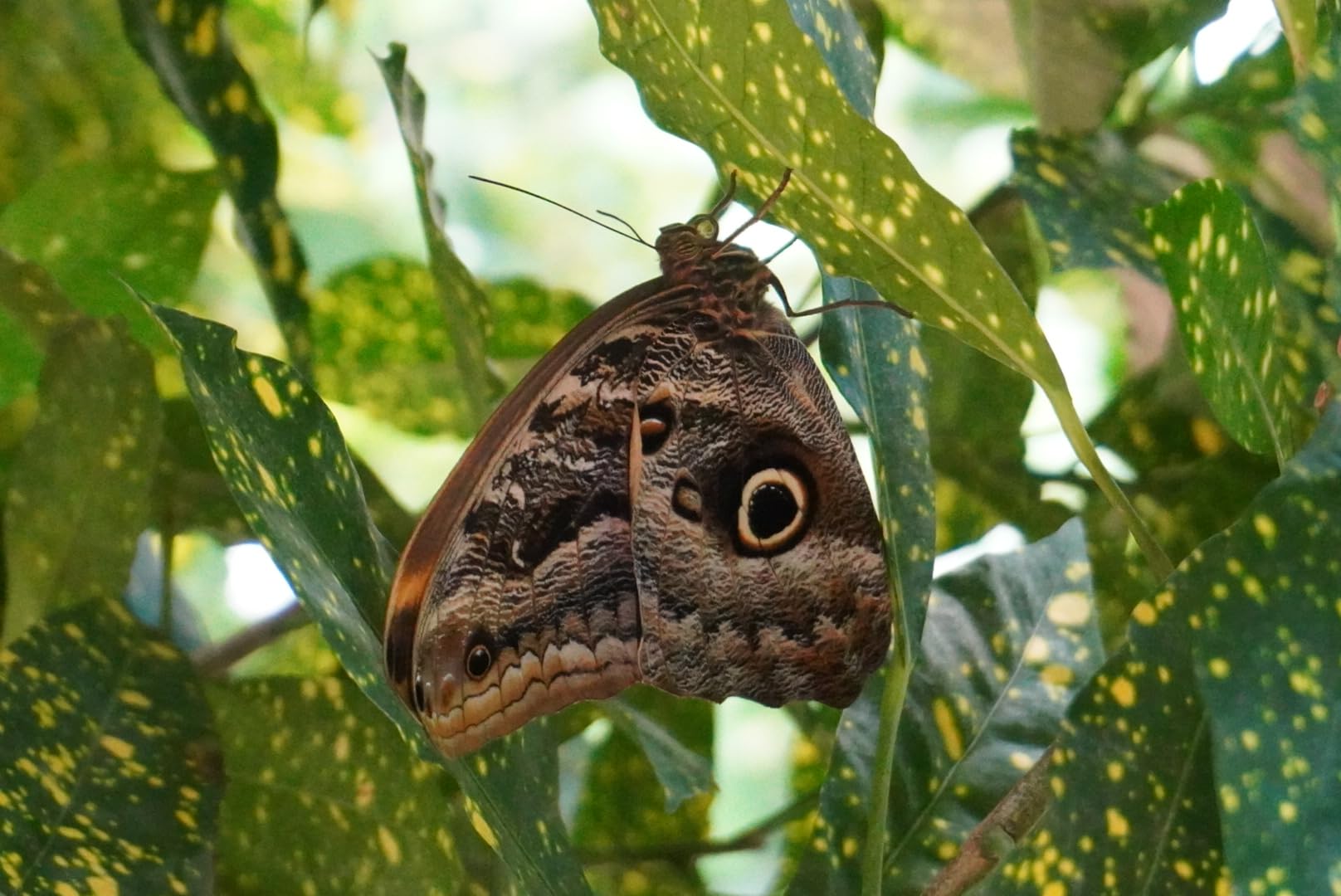 Sony Alpha a6100 with 16-50mm + 55-210mm Lenses customer photo 2