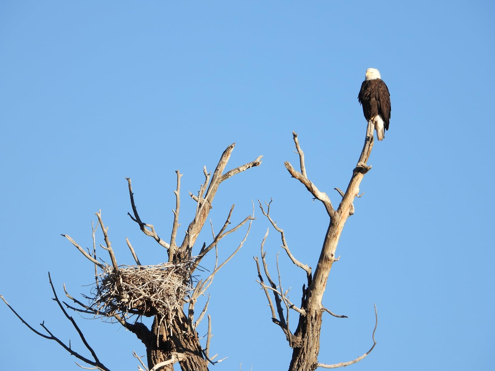 Nikon COOLPIX P1100 Superzoom Digital Camera | 125x Optical Zoom with Image Stabilization 16 MP 4K Ultra HD Video Wi-Fi Connectivity RAW Format and Rotating LCD Screen (Black) - Customer Photo 1