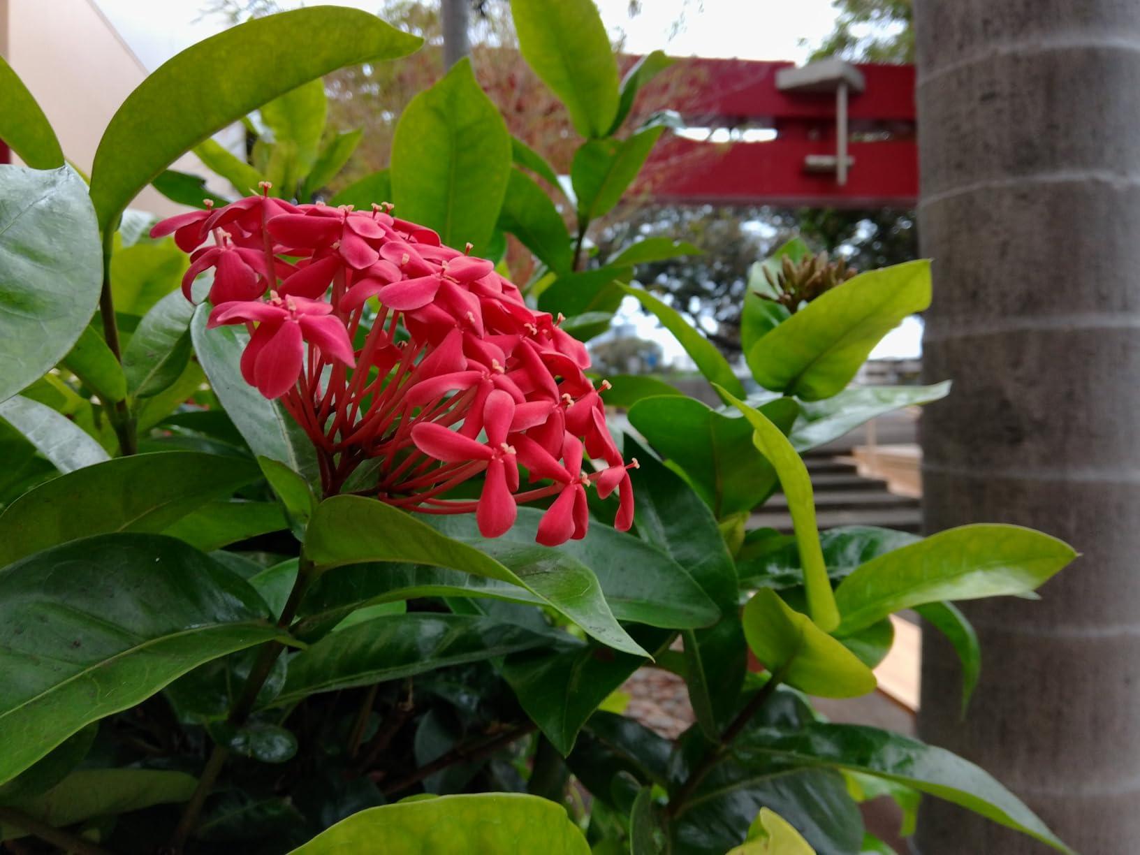 KODAK PIXPRO C1 Friendly Zoom Digital Camera - 13MP Compact Point and Shoot with 2.8