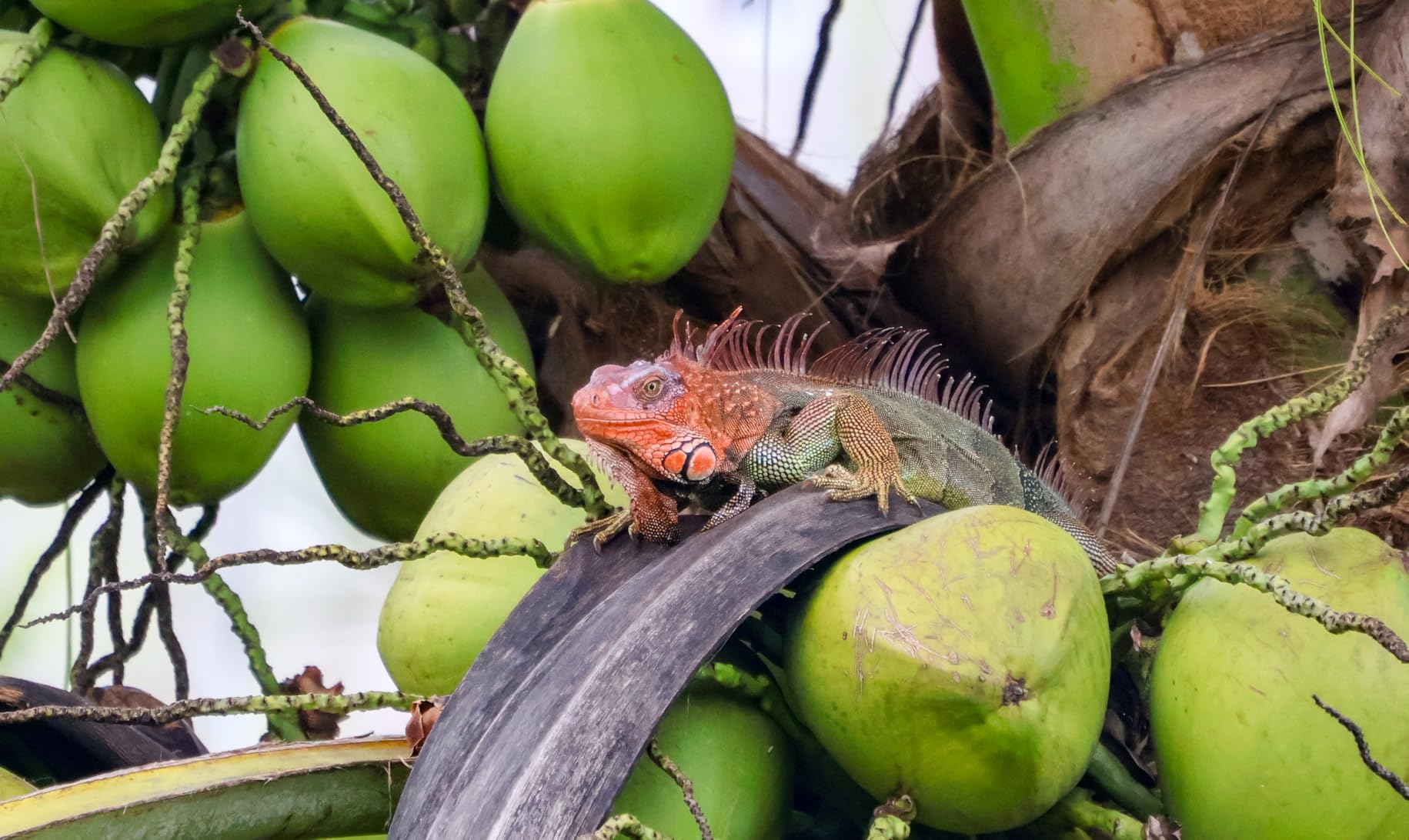 Sigma 16-300mm F3.5-6.7 DC OS Contemporary Lens (Canon RF Mount) customer photo 2