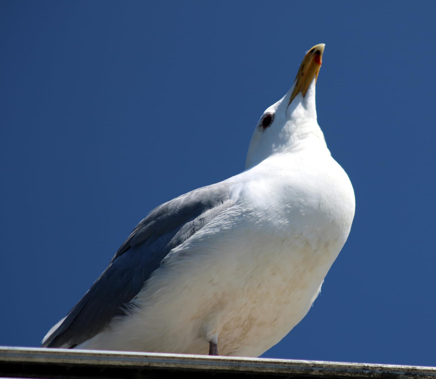 Canon EOS Rebel T7 DSLR Camera with 18-55mm & 75-300mm Lens Bundle with Extra Canon Battery + 2X 64GB Memory Cards + Accessory Kit Including Bag, Flash, Aux Lenses, Software & More - Customer Photo 2