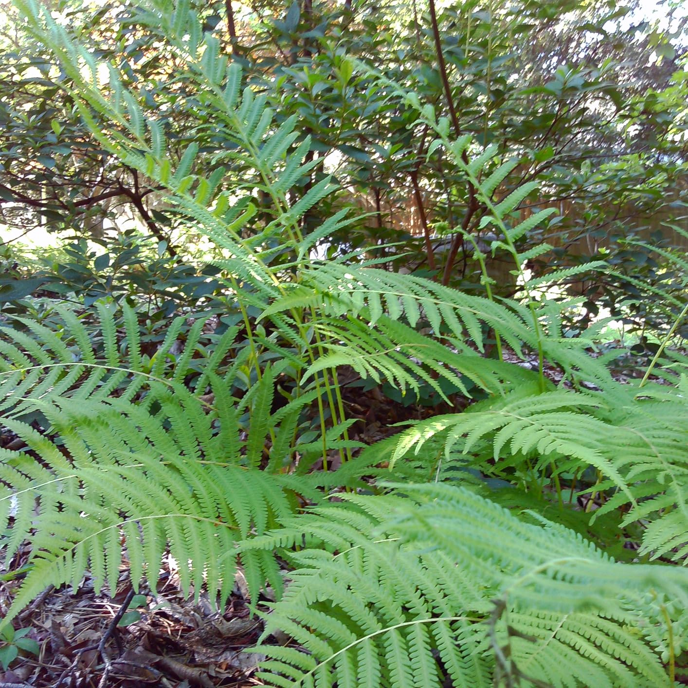 CHUZHAO Digital Camera Retro, Portable TLR Style Twin-Lens Vintage Camera, 12MP Autofocus 1080P FHD Point and Shoot Pocket Vlogging Retro Digital Cameras with16 GB Card for Beginners Teens Boys Girls - Customer Photo 2