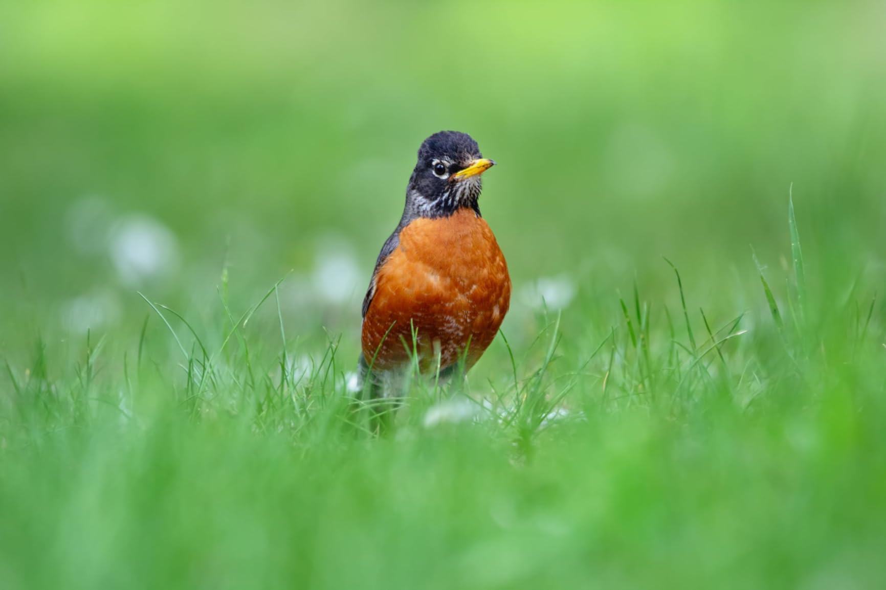 4K Digital Camera for Photography, WiFi 64MP Autofocus Vlogging Camera for YouTube, 3