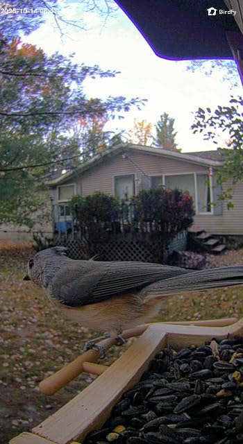 Birdfy Smart Bird Feeder with Camera Solar Powered, Night Insight & Slow-Motion Video for Outdoors & Backyard Birds Watching, AI Identify 6000+ Species by Subscription, Wood - Customer Photo 2