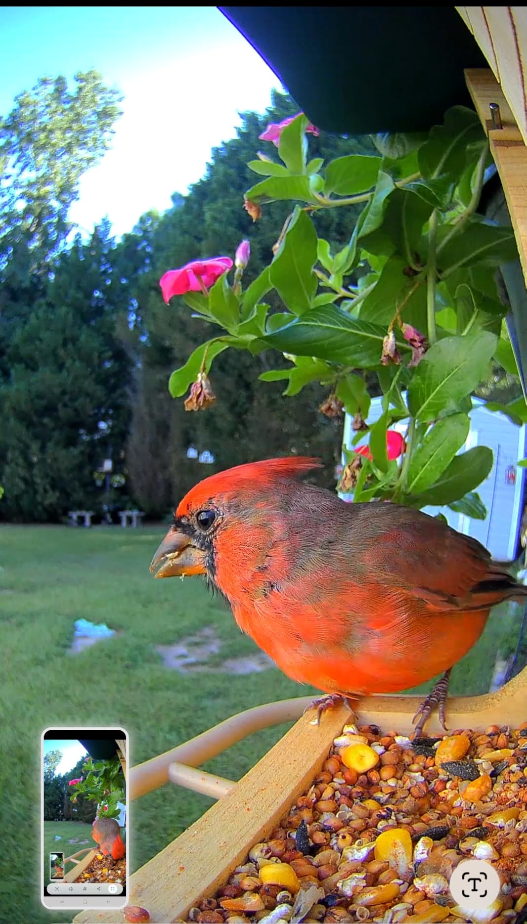 Birdfy Smart Bird Feeder with Camera Solar Powered, Night Insight & Slow-Motion Video for Outdoors & Backyard Birds Watching, AI Identify 6000+ Species by Subscription, Wood - Customer Photo 5