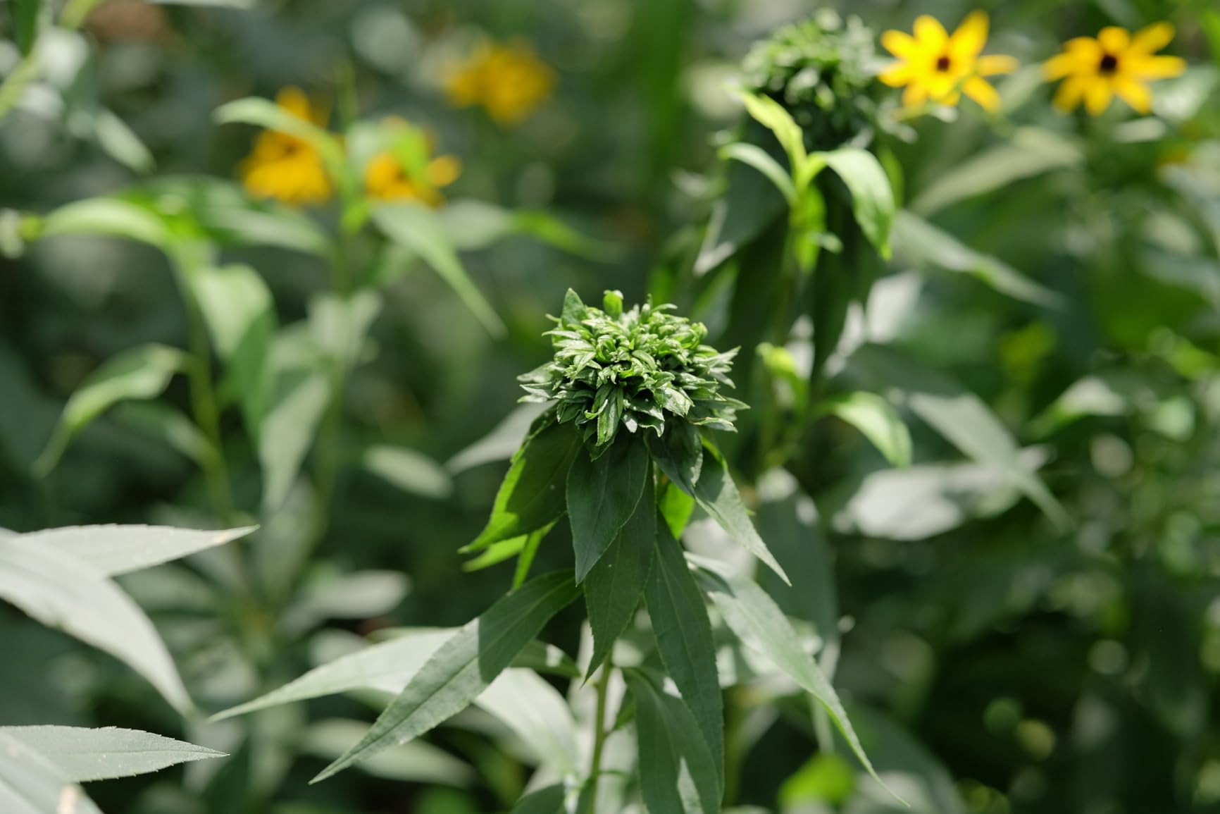 VILTROX 56mm F1.2 Pro XF-Mount Lens for Fuji, 56mm f/1.2 XF APS-C Autofocus Large Aperture Lens for Fujifilm Fuji X-Mount X-A7 X-E4 X-H1 X-Pro3 X-S10 X-T4 X-T5 X-T30 XT30II X-T200 X-H2S X-S20 X-M5 - Customer Photo 4