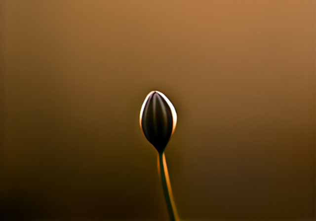 Selective Focus: Complete Guide to Mastering Depth of Field - Markus Hagner Photography