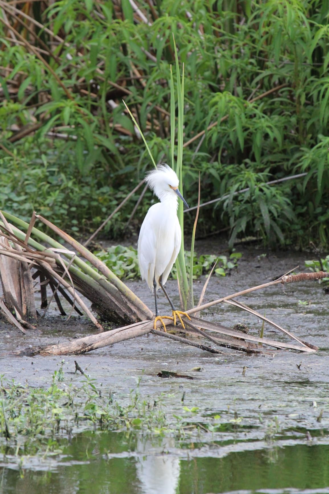 Canon EF 100-400mm f/4.5-5.6L is USM Telephoto Zoom Lens for Canon SLR Cameras - Customer Photo 1