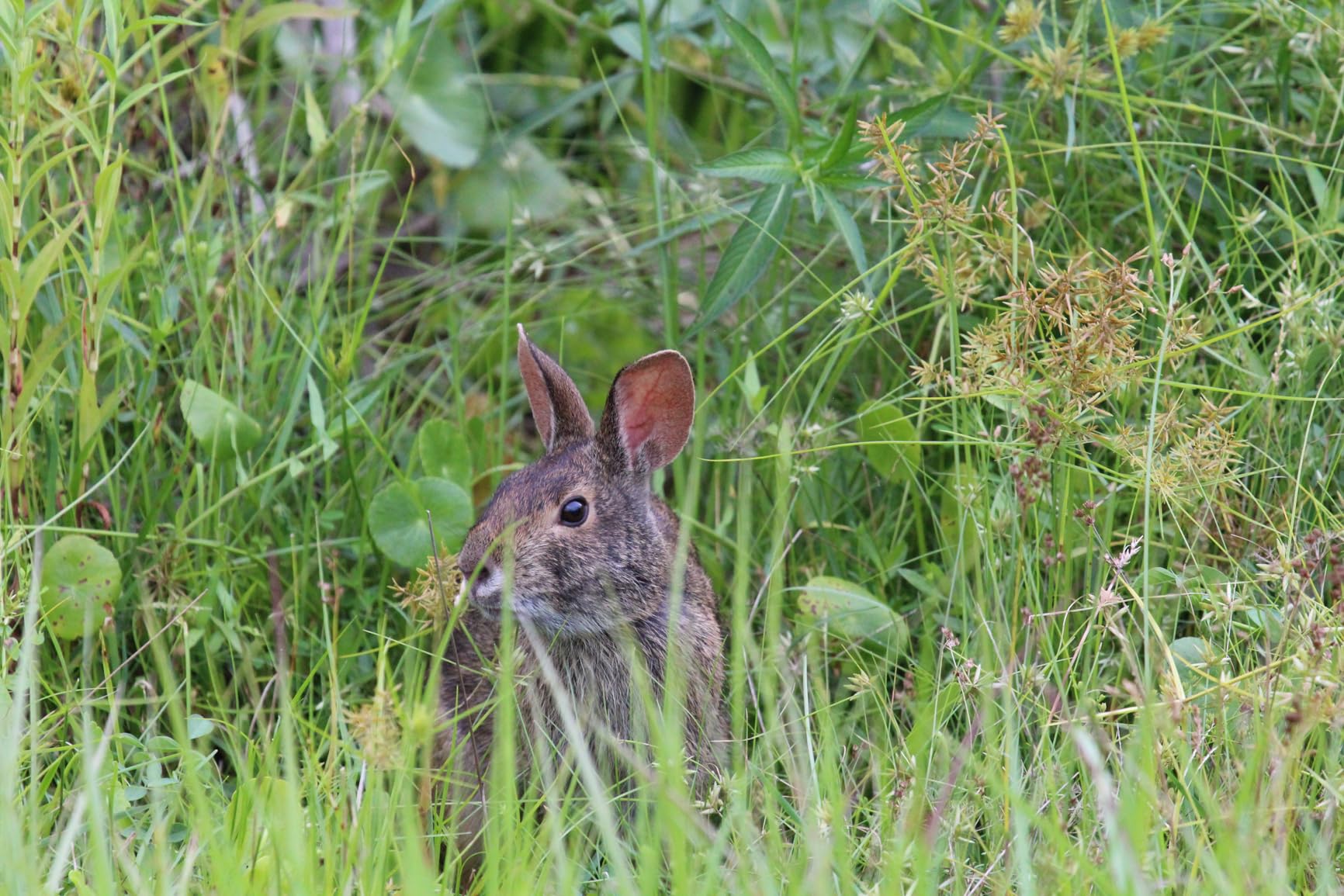 Canon EF 100-400mm f/4.5-5.6L is USM Telephoto Zoom Lens - Customer Photo 2