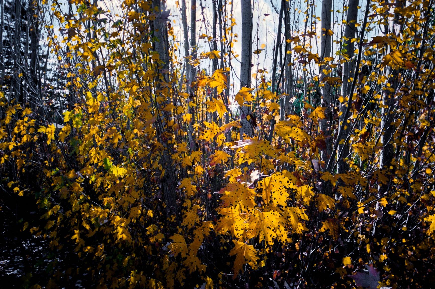 Voigtlander 21mm f4 VM Colour Skopar Lens - Customer Photo 1