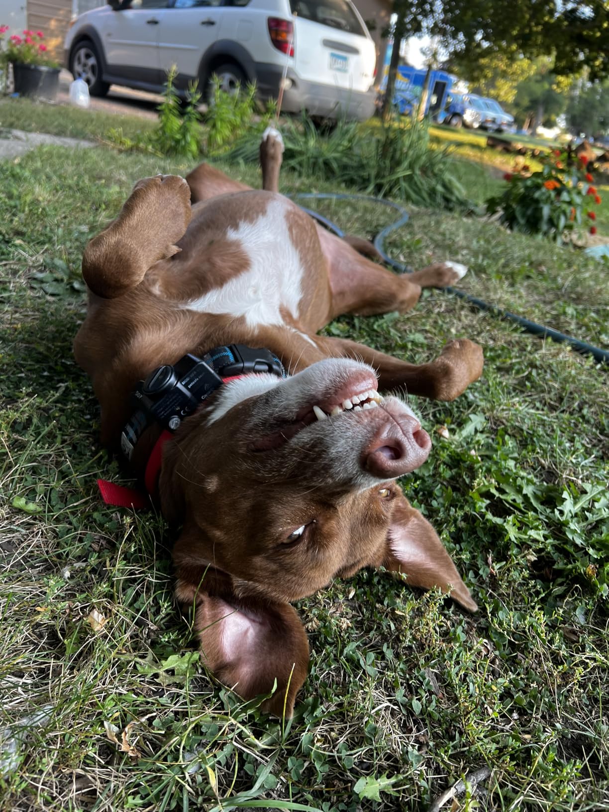 PetSafe Wireless Pet Containment System - Original Wireless Electric Fence for Dogs - Covers Up to 1/2 Acre - for Pets 8lb+ - Customer Photo 1