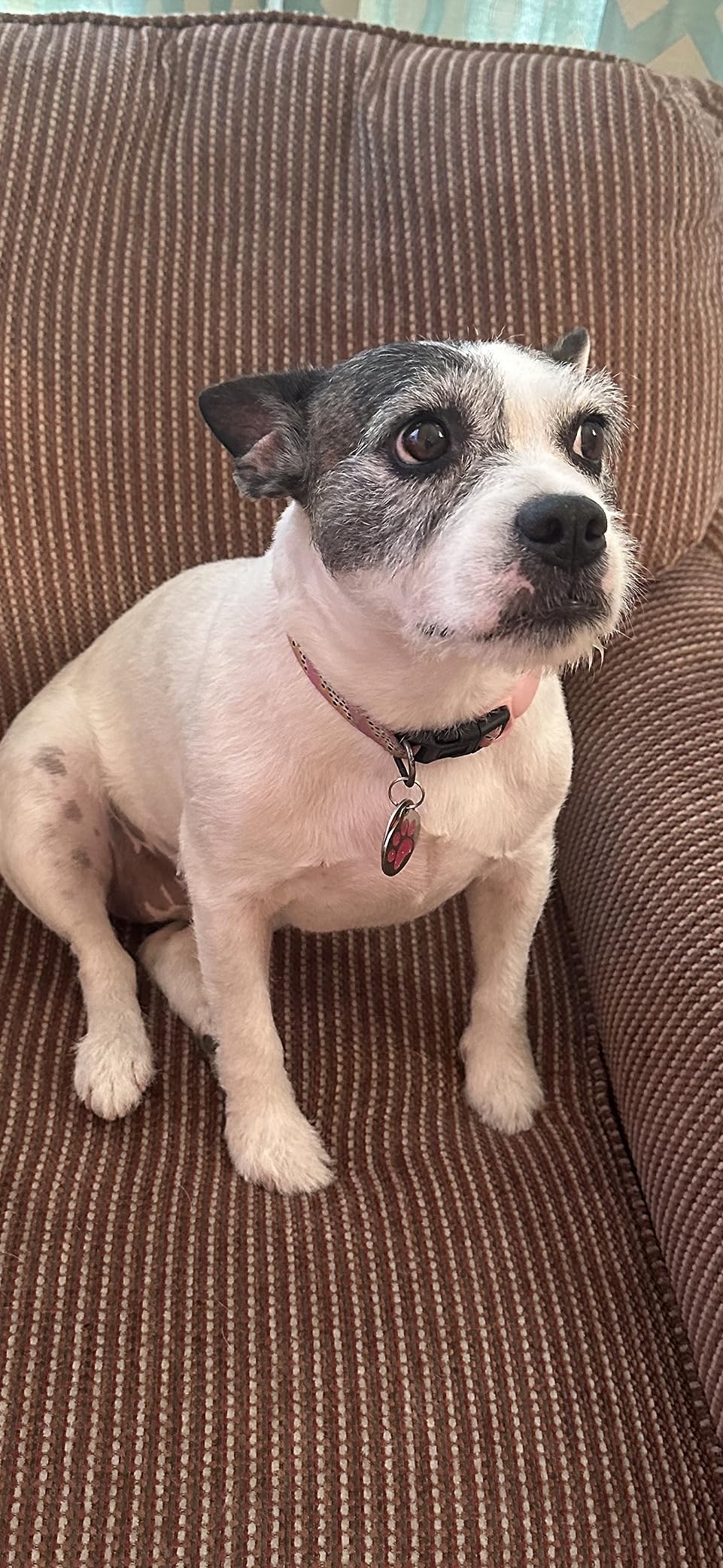 PetSafe Wireless Pet Containment System - Original Wireless Electric Fence for Dogs - Covers Up to 1/2 Acre - for Pets 8lb+ - Customer Photo 2