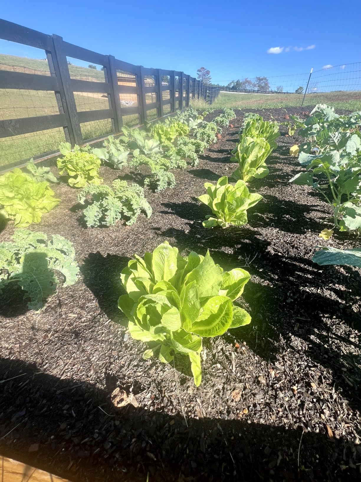Orbit 1/2-inch Heavy-Duty Brass Impact Sprinkler on Adjustable 22-48-inch Metal Tripod Base - Customer Photo 1