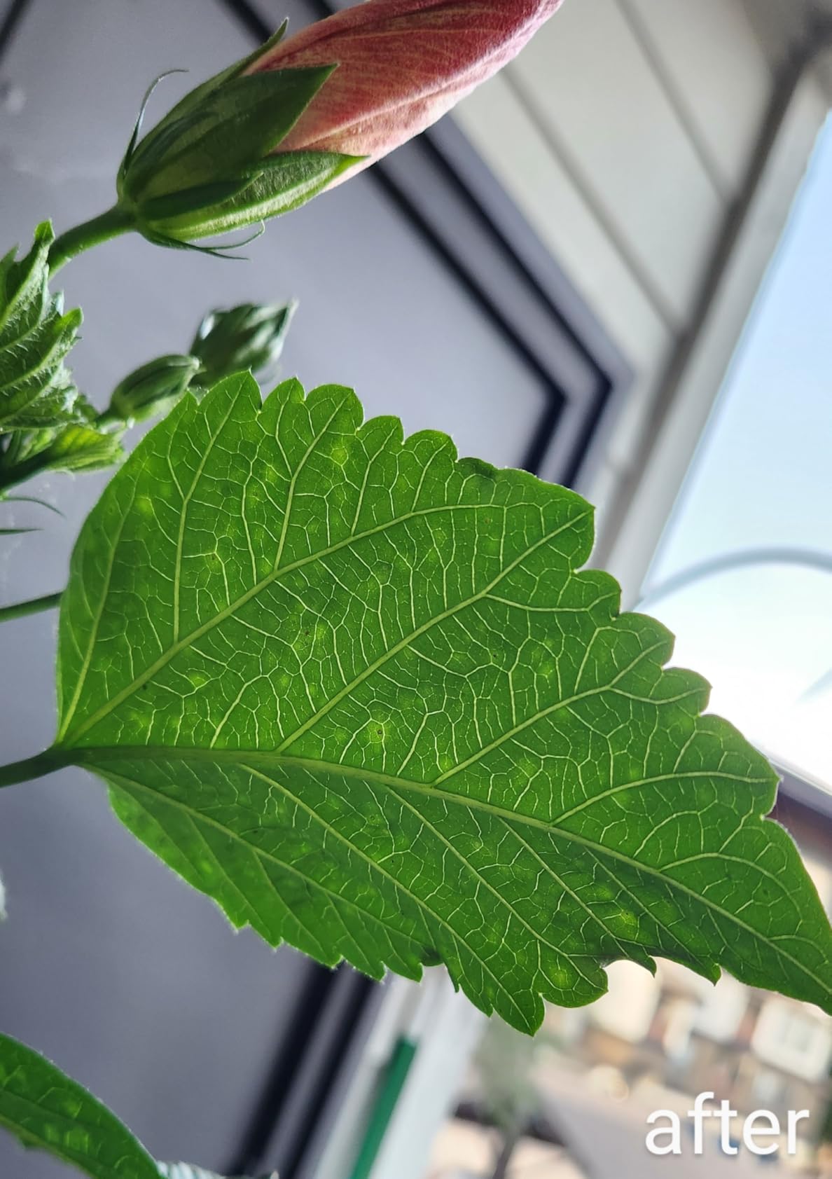 Bonide Insecticidal Soap, 32 oz Ready-to-Use Spray Multi-Purpose Insect Control for Organic Gardening Indoor and Outdoor - Customer Photo 1