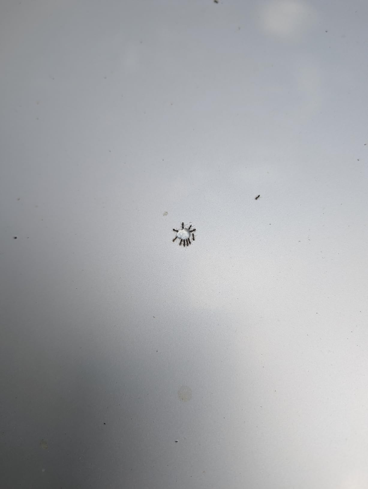 Combat Indoor and Outdoor Ant Killing Gel, 27 Gram - Customer Photo 1