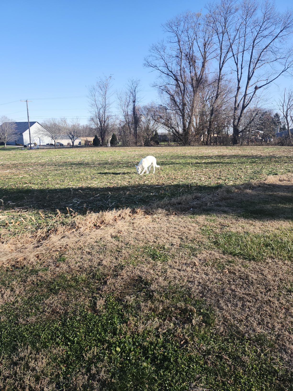 PetSafe Stubborn Dog In-Ground Fence - Invisible Pet Containment Kit - Covers Up to 1/3 Acre with 500 ft of 20 Gauge Wire - for Dogs Older Than 6 Months Weighing 8lb+ - Customer Photo 1