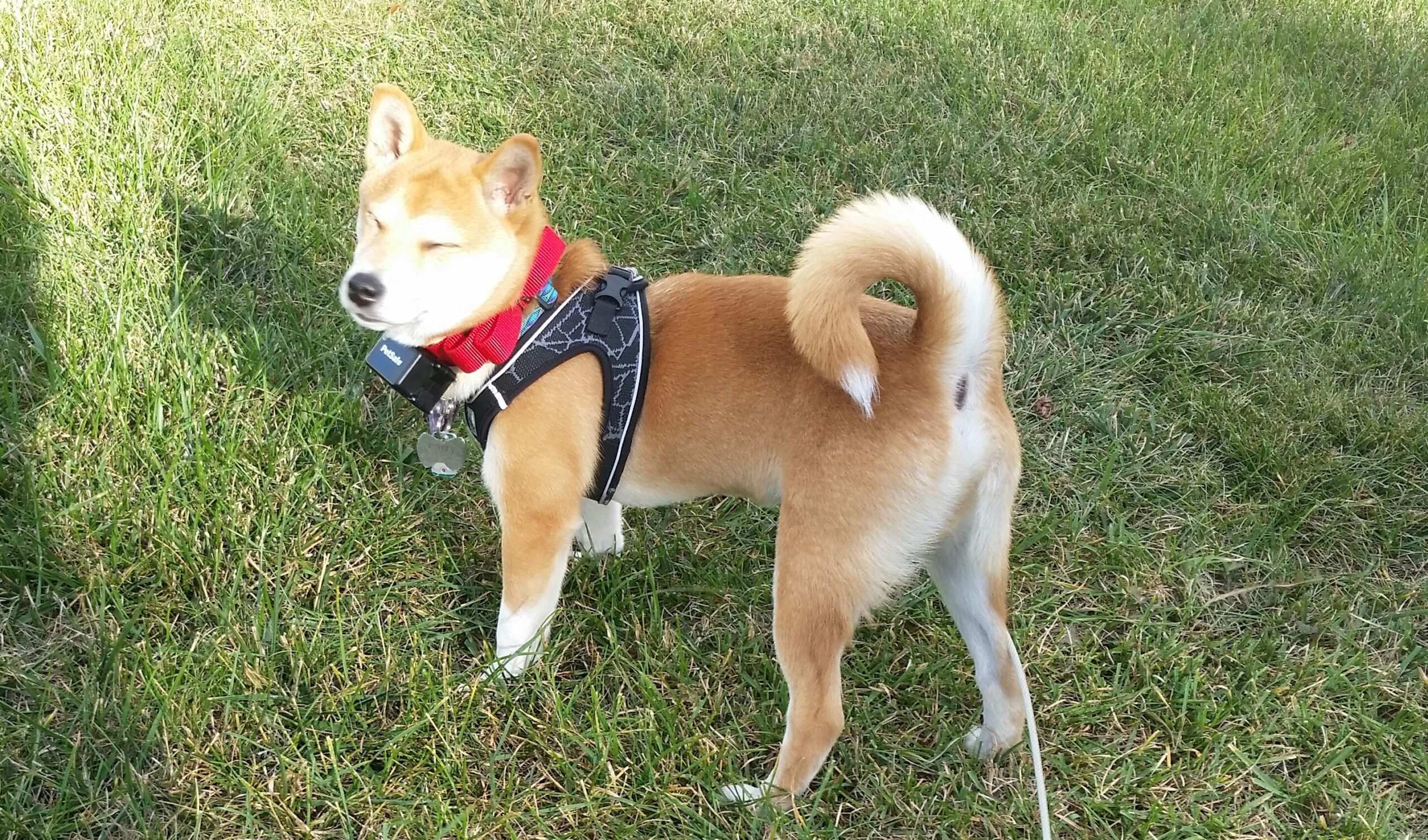 PetSafe Stubborn Dog In-Ground Fence - Invisible Pet Containment Kit - Covers Up to 1/3 Acre with 500 ft of 20 Gauge Wire - for Dogs Older Than 6 Months Weighing 8lb+ - Customer Photo 2