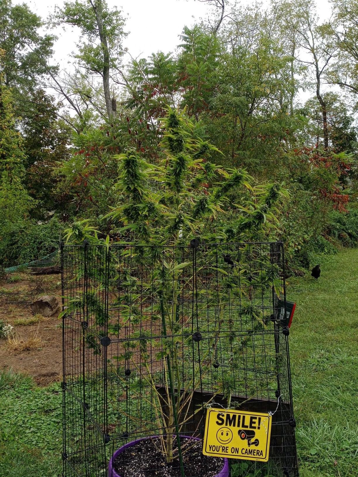 Bonide Captain Jack's Insecticidal Super Soap, 32 oz Ready-to-Use Spray For Organic Gardening and Outdoor Plants - Customer Photo 5