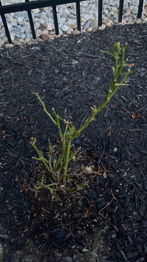 10 Best Rabbit Repellents for Vegetable Gardens