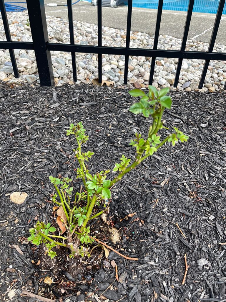 10 Best Rabbit Repellents for Vegetable Gardens