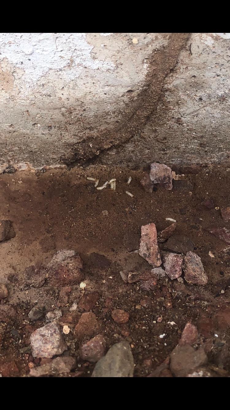 BioAdvanced Termite Killer Granules, 9 lb, 200 Linear Feet - Customer Photo 2