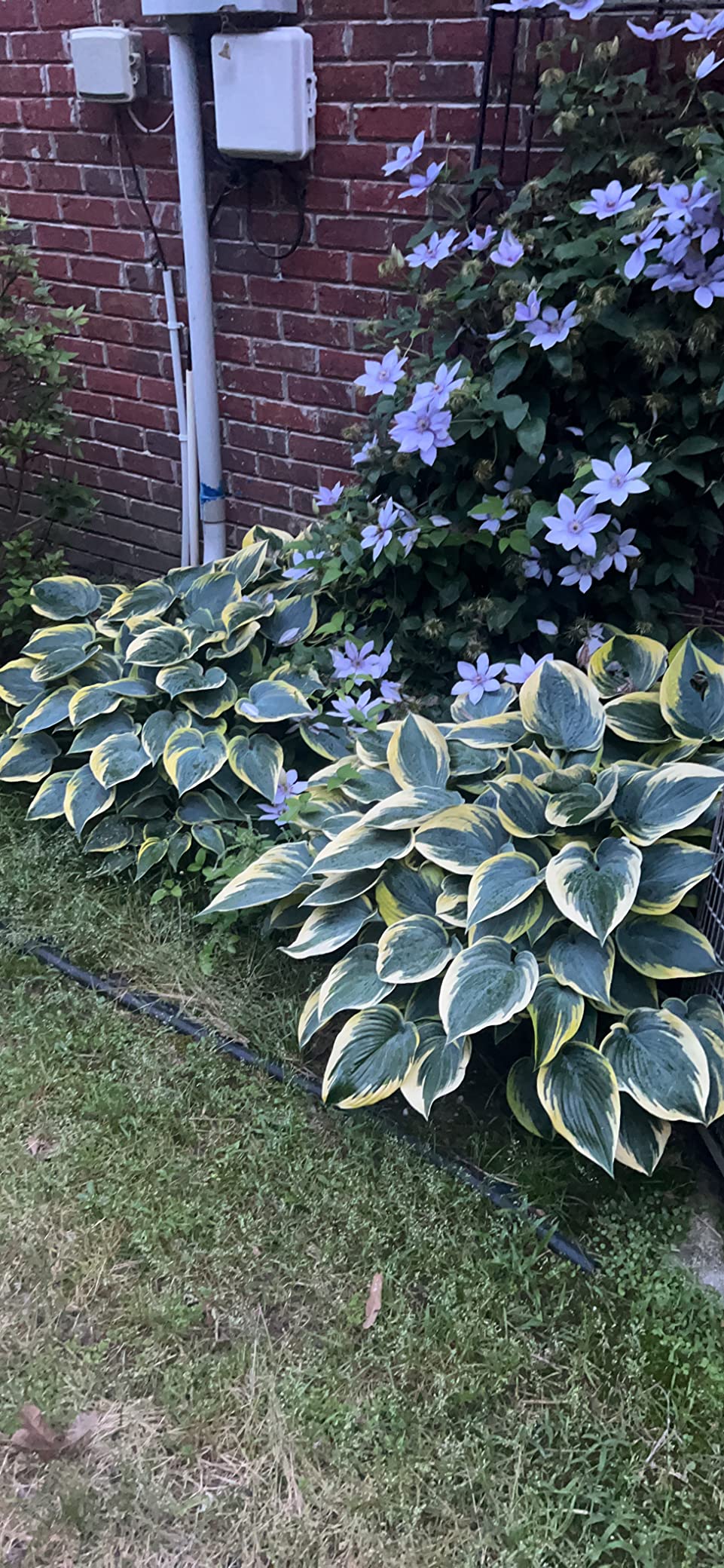 Enviro Pro 1006 Deer Scram Repellent Granular White Pail, 5.75 Pounds - Customer Photo 2