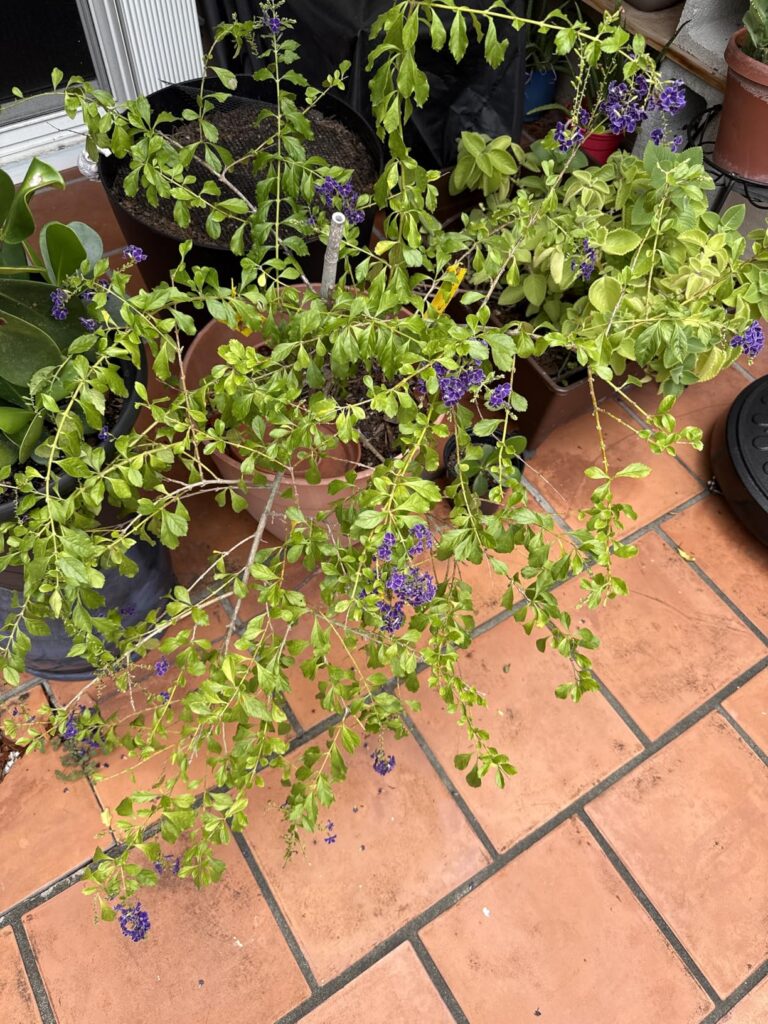 8 Best Insecticidal Soaps for Gardens