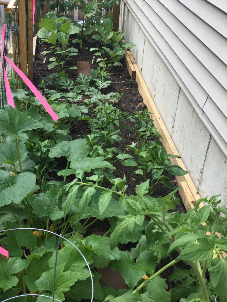 8 Best Insecticidal Soaps for Gardens