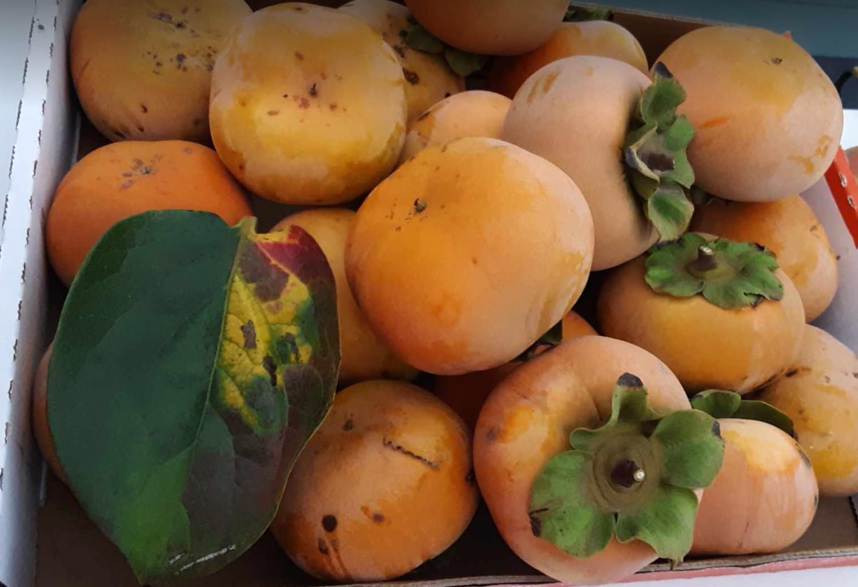 Bonide Repels-All Animal Repellent, 32 oz Ready-to-Use Spray, Outdoor Garden Deer & Rabbit Repellent, People & Pet Safe - Customer Photo 2