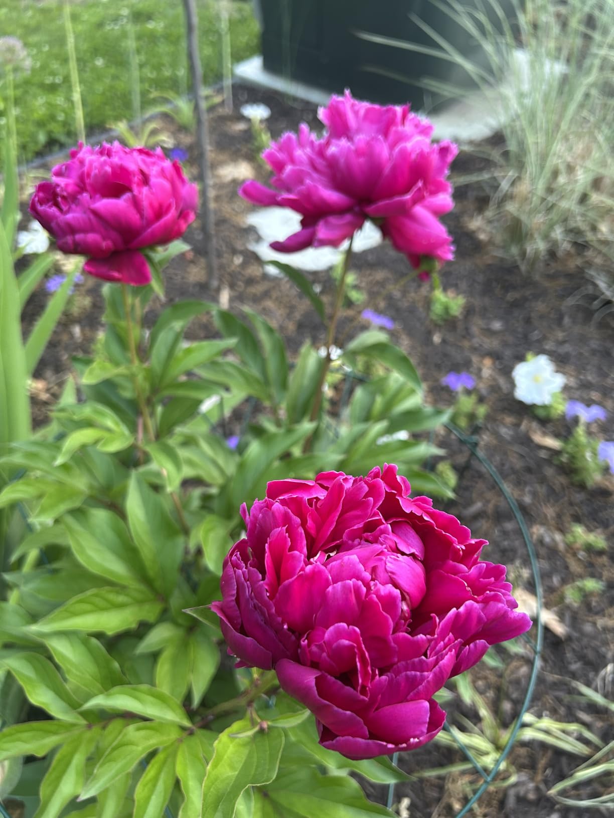 Concentrated Deer Repellent - Bobbex | Deer, Elk, and Moose Deterrent Concentrate (64 oz.) - Customer Photo 2