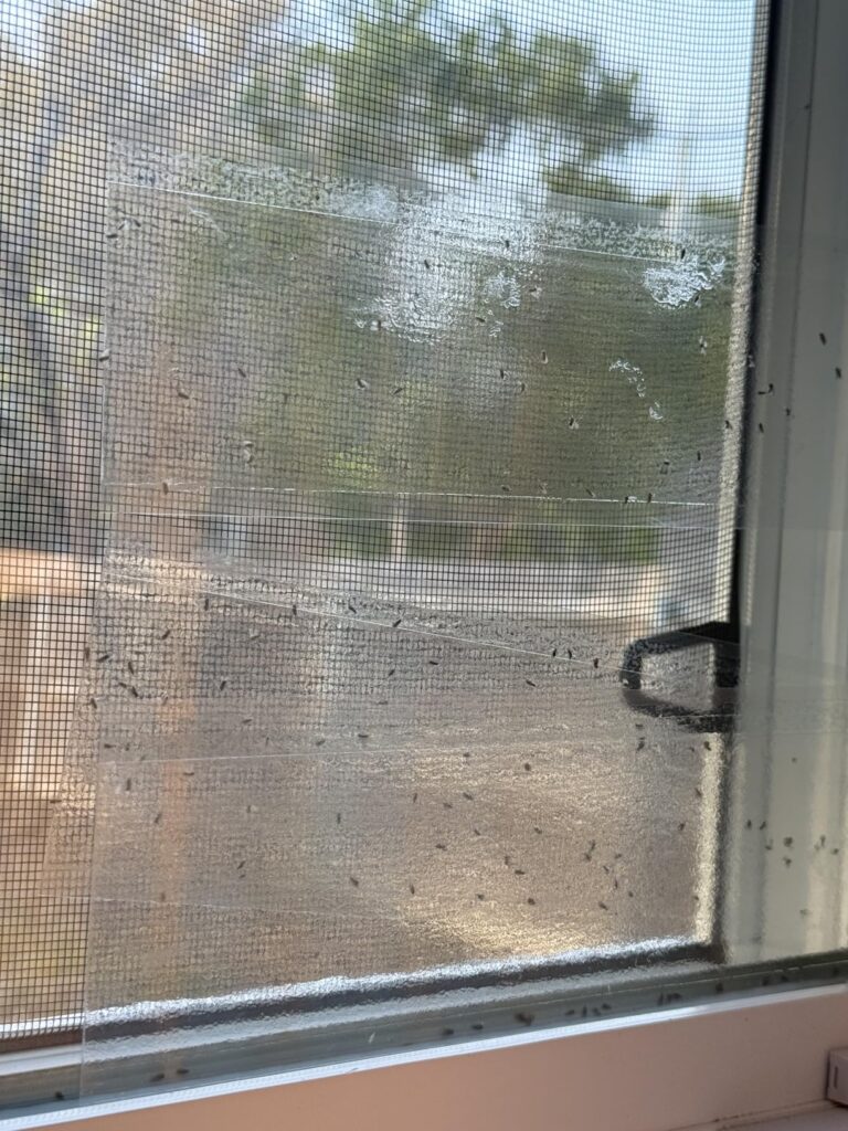 8 Best Flying Insect Traps for Indoors