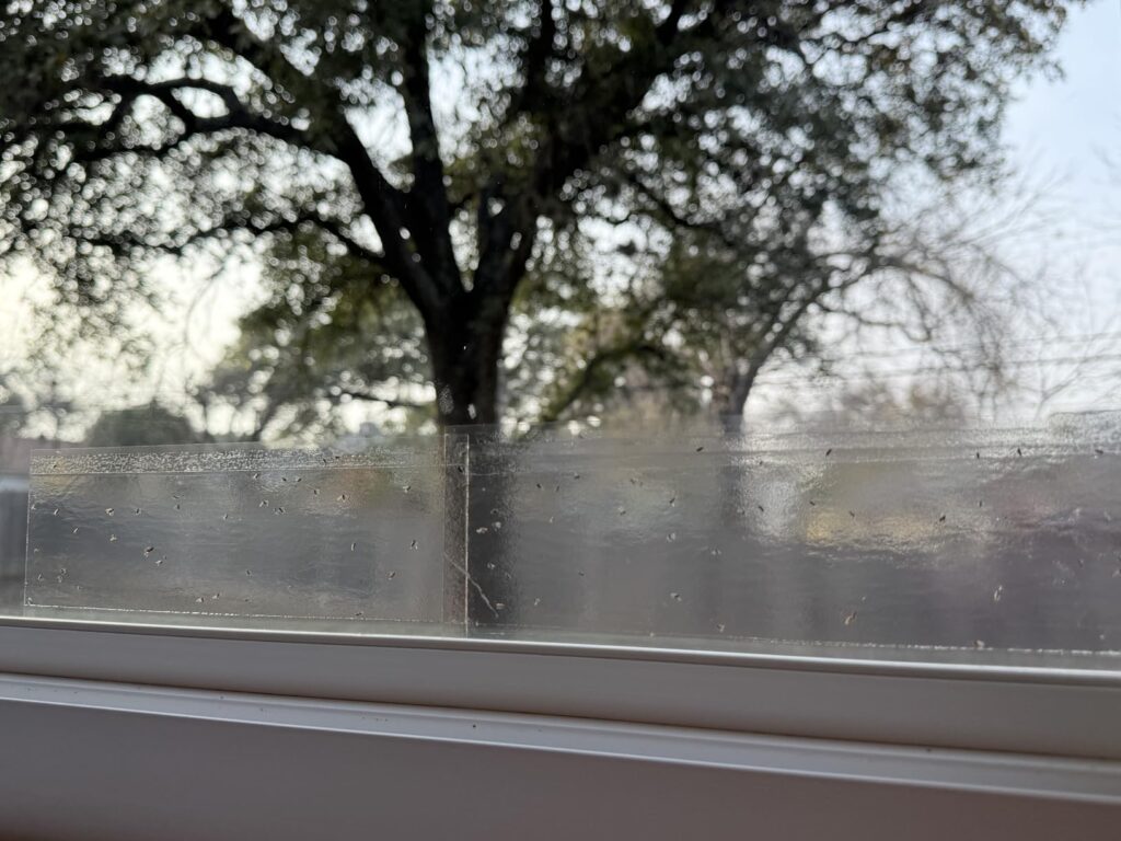 8 Best Flying Insect Traps for Indoors