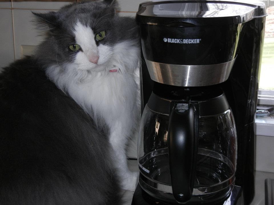 BLACK+DECKER The Classic Iron, F67E-T, Aluminum Soleplate, Steam or Dry Ironing, 7 Temperature Settings, Anti-Drip - Customer Photo 1