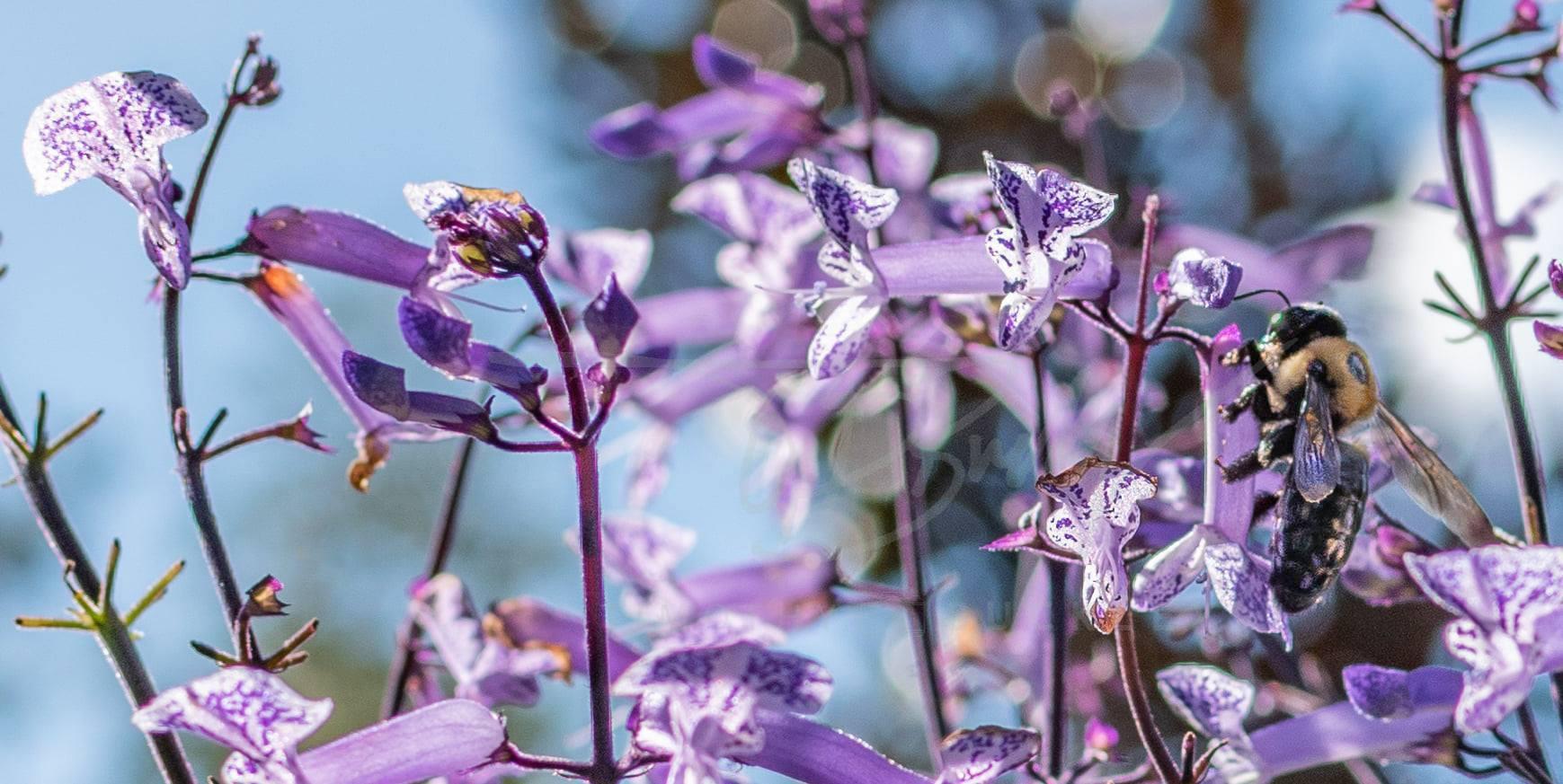 Nikon AF-S DX NIKKOR 35mm f/1.8G Lens with Auto Focus for Nikon DSLR Cameras, 2183, Black - Customer Photo 3