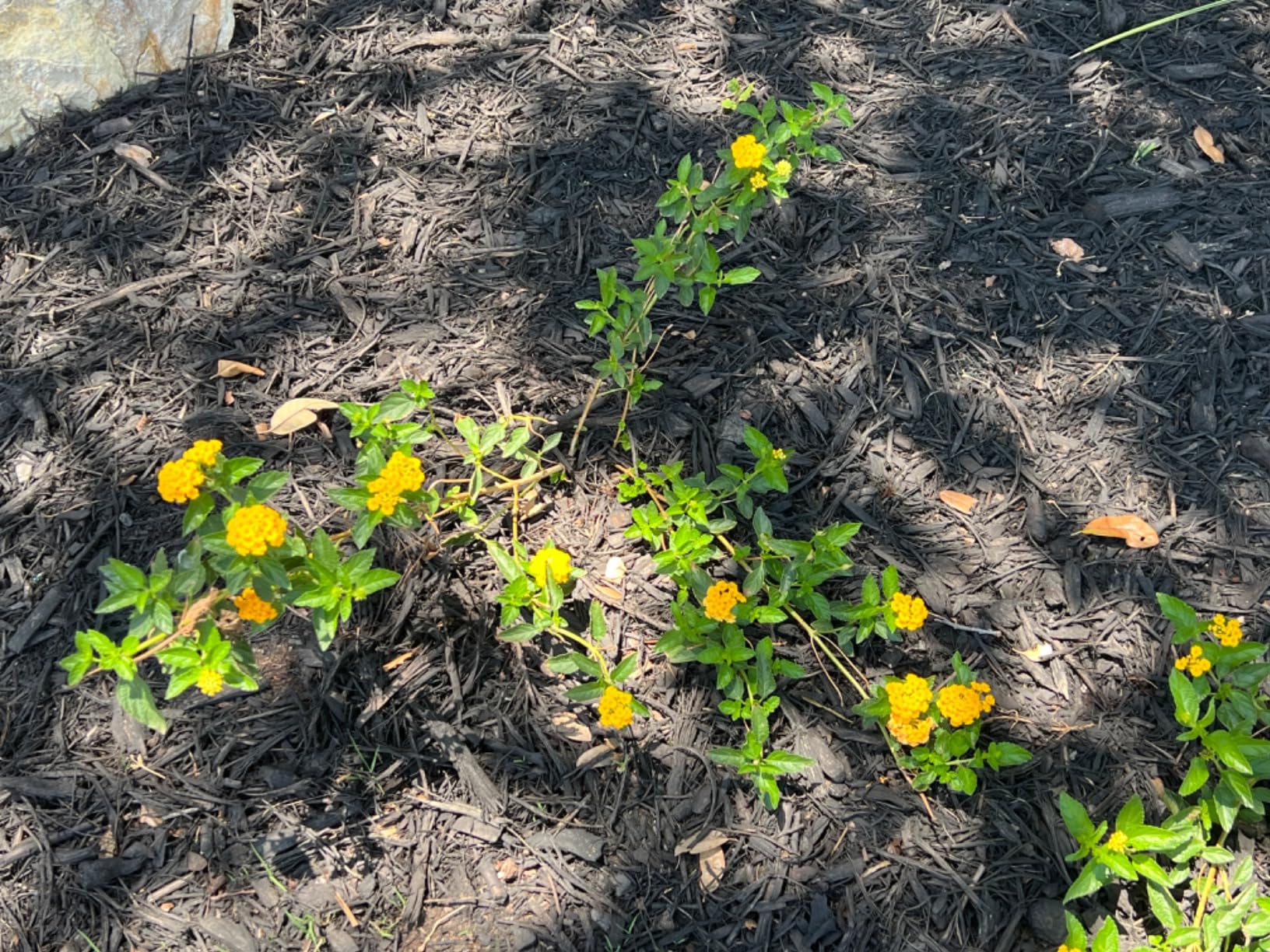 Deer Out 40oz Ready-to-Use Deer Repellent - Customer Photo 1