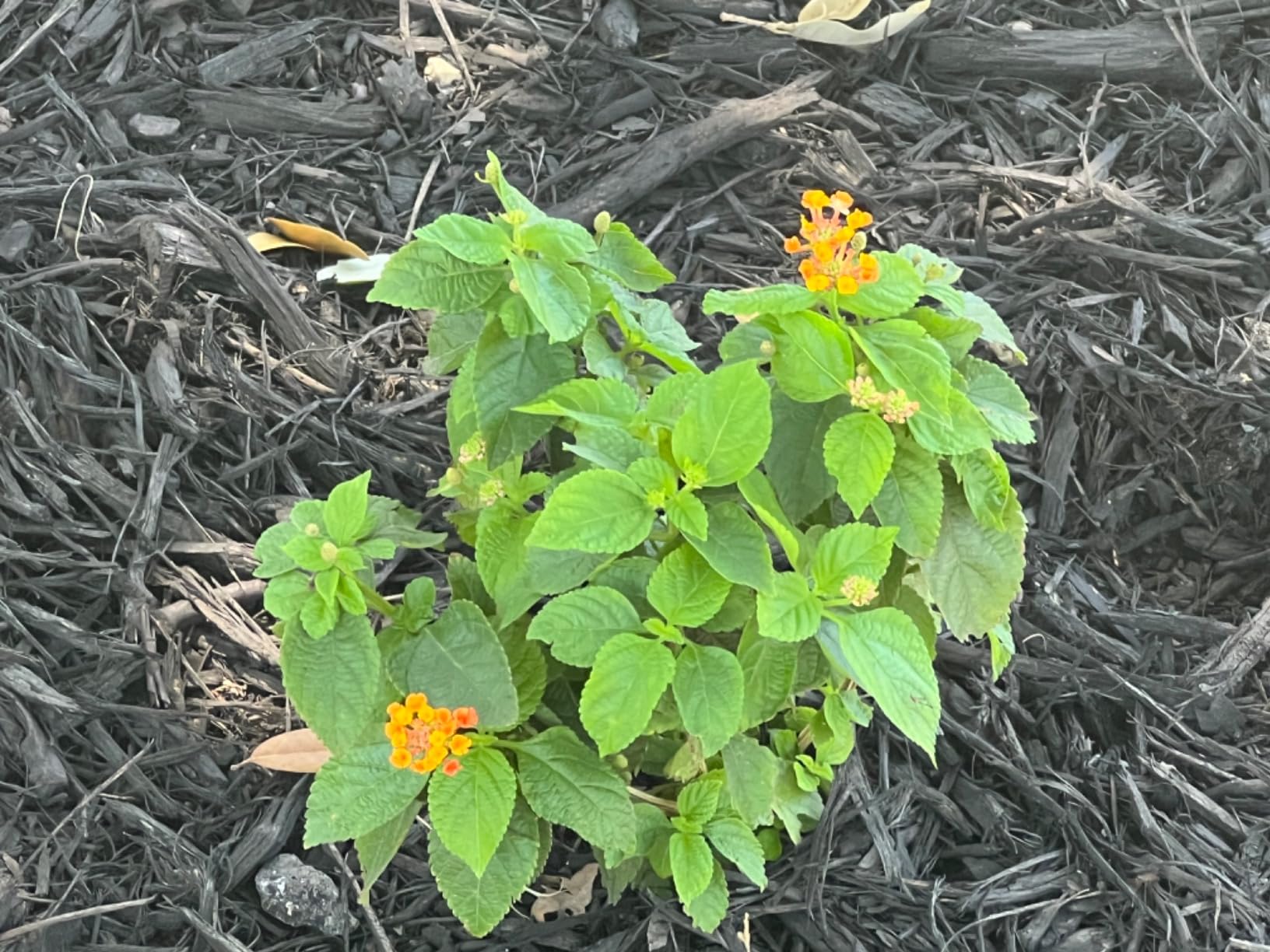 Deer Out 40oz Ready-to-Use Deer Repellent - Customer Photo 2