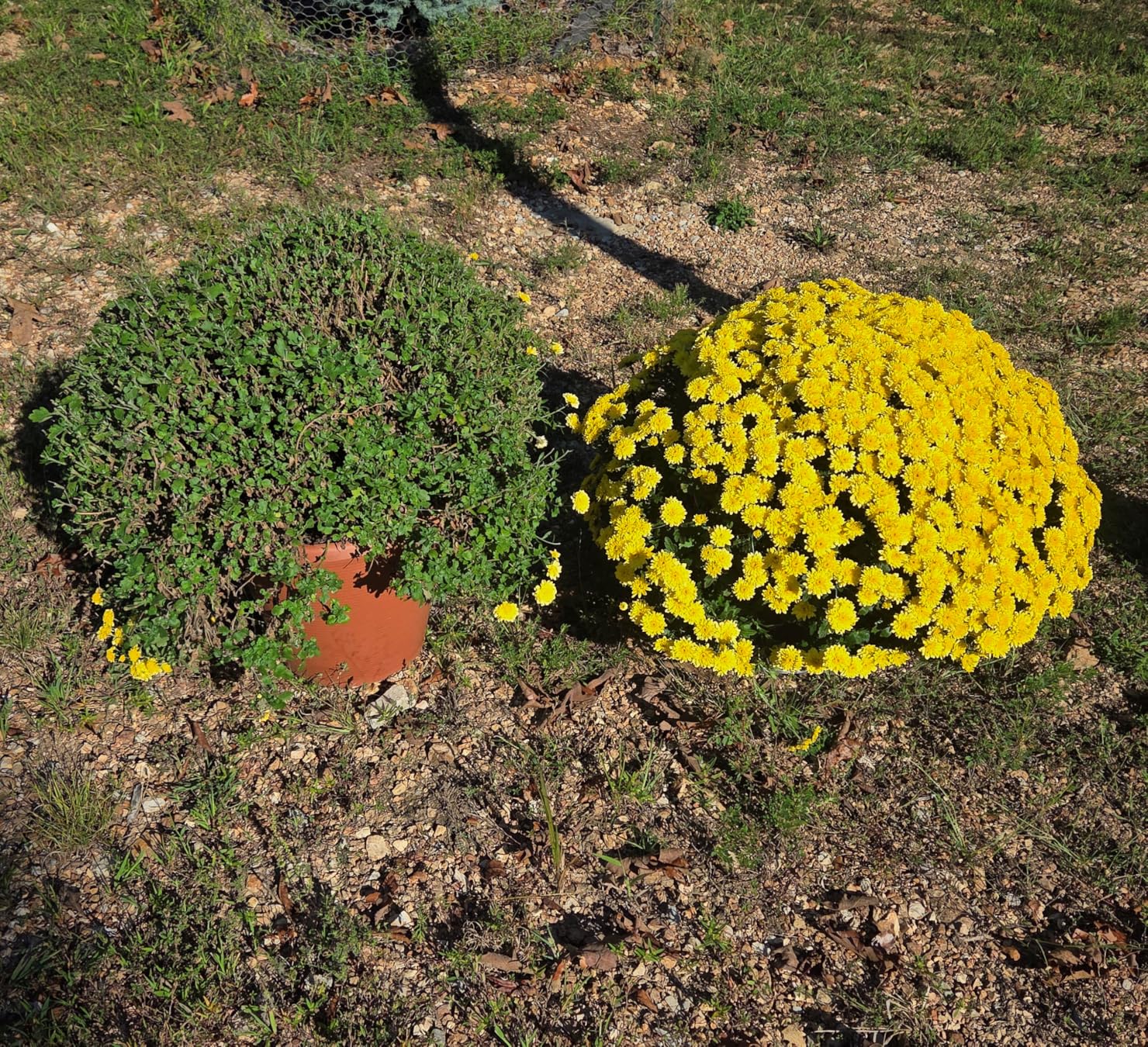 Deer Out 32oz Concentrate Deer Repellent - Customer Photo 1